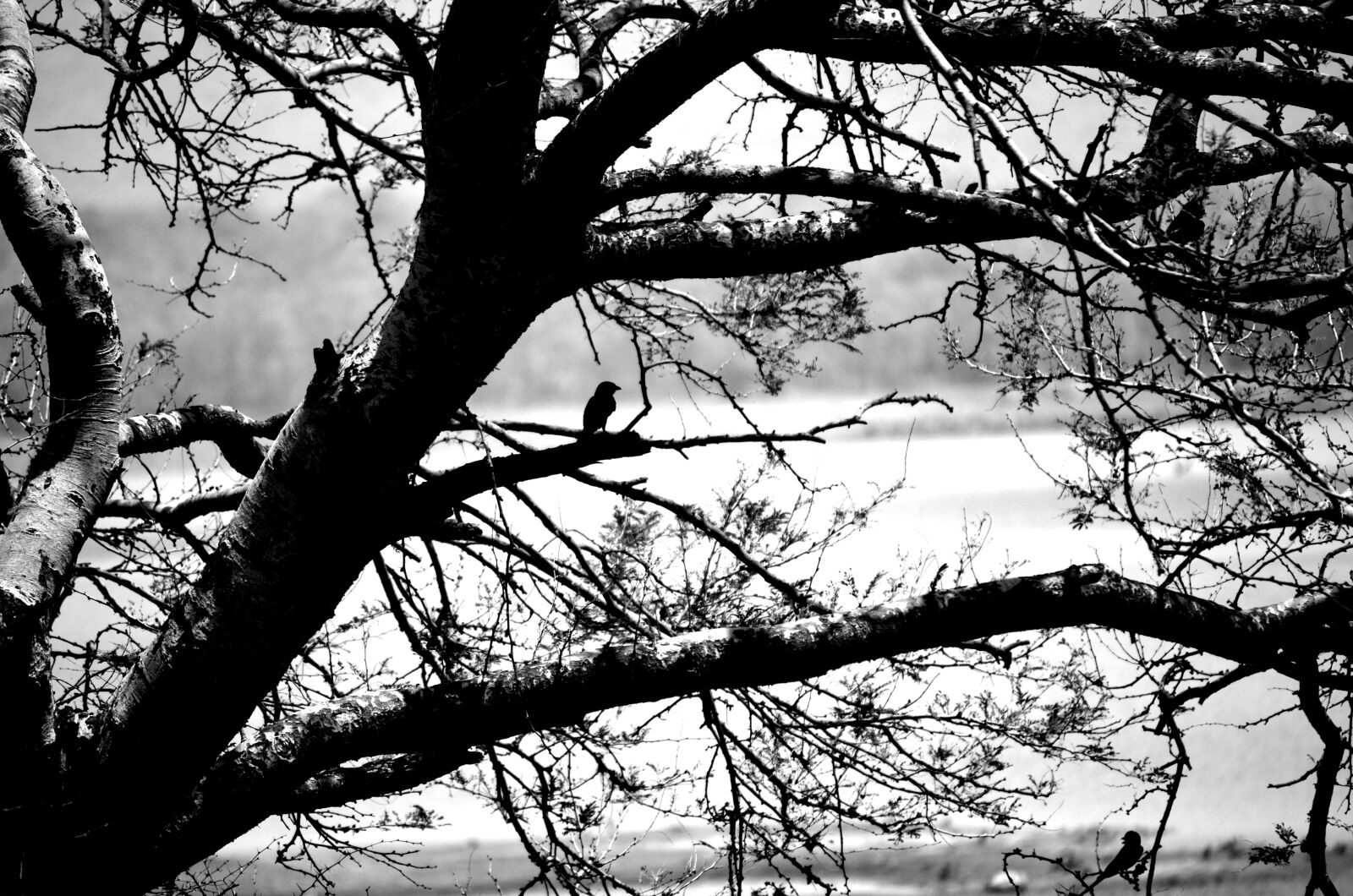 Nikon D5100 sample photo. Alone, black, tree photography