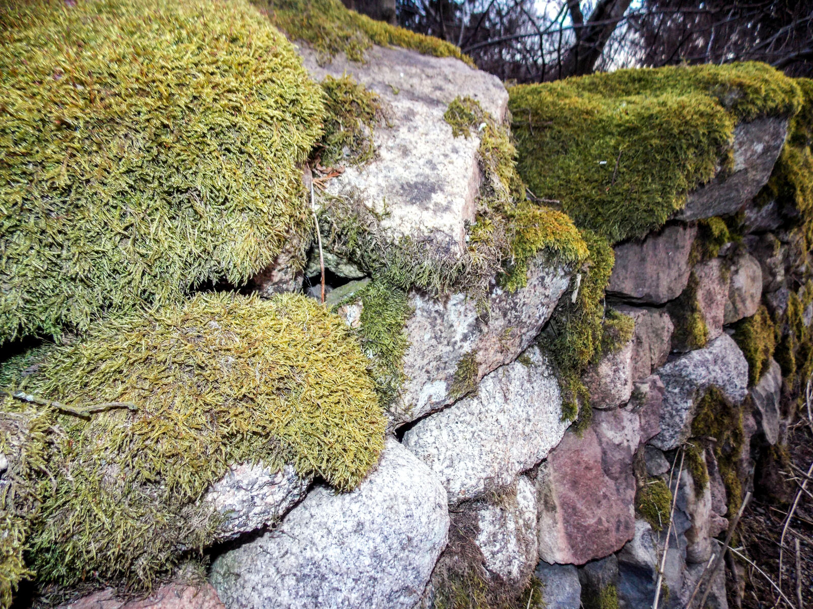 Nikon Coolpix L810 sample photo. Moss, mossy, rocks, scotland photography