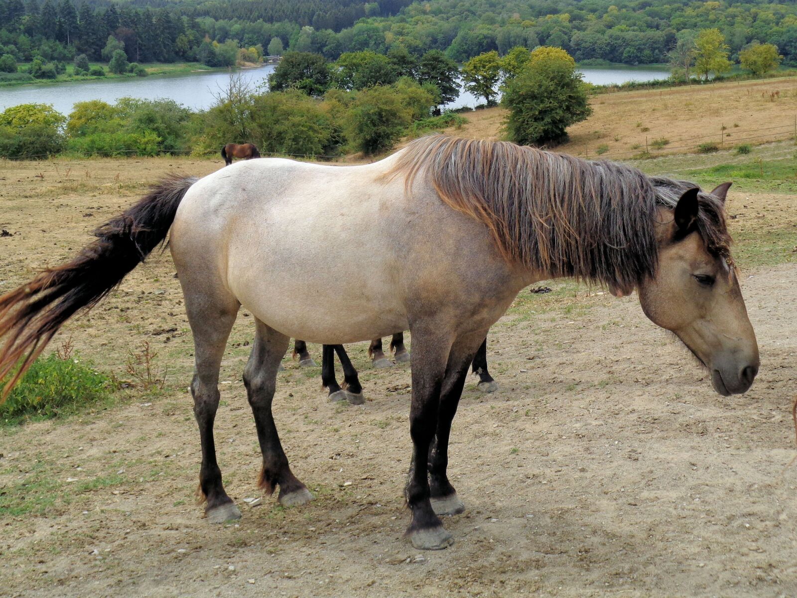 Sony Cyber-shot DSC-W830 sample photo. Horse, nature, animals photography