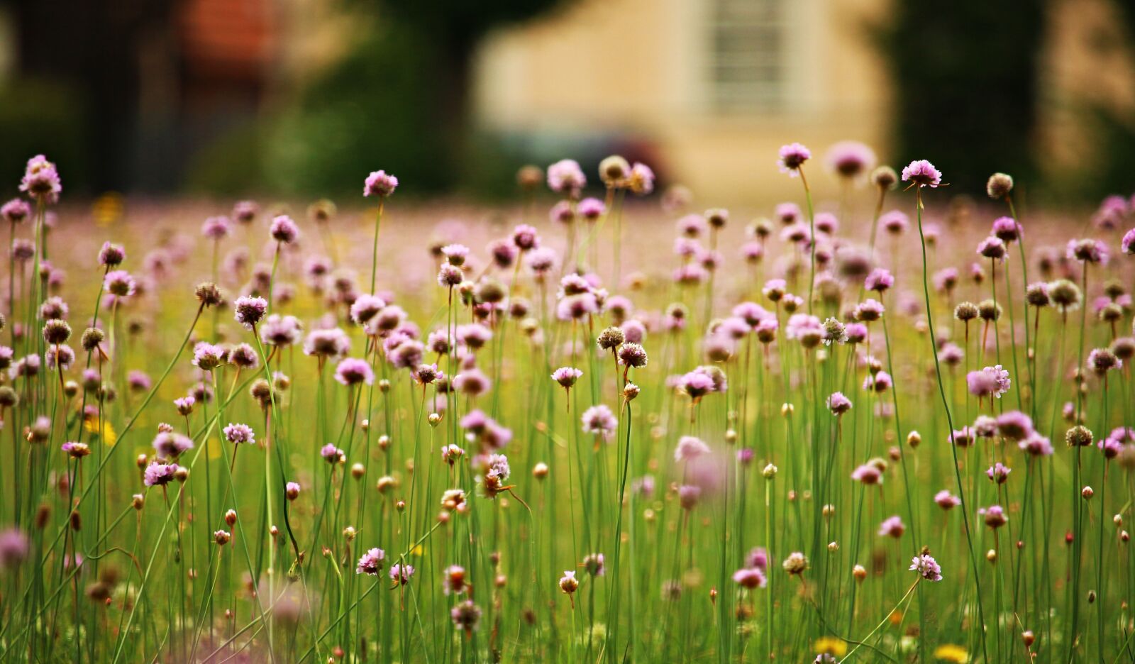 Canon EOS 100D (EOS Rebel SL1 / EOS Kiss X7) sample photo. Flowers, meadow, plant photography
