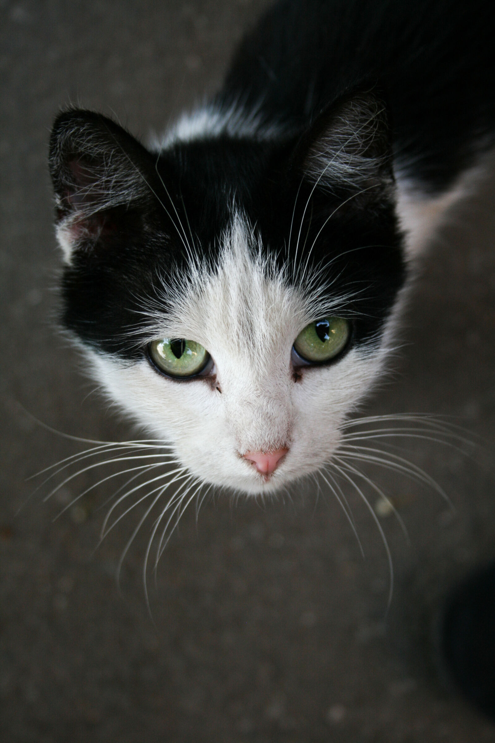 Canon EF-S 18-55mm F3.5-5.6 II sample photo. Close, up, portrait, of photography