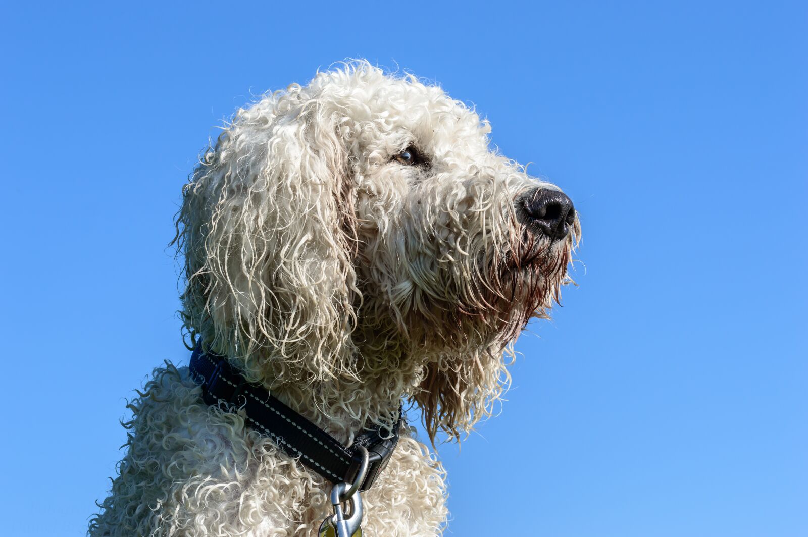 Tamron SP AF 60mm F2 Di II LD IF Macro sample photo. Goldendoodle, dog, hybrid photography