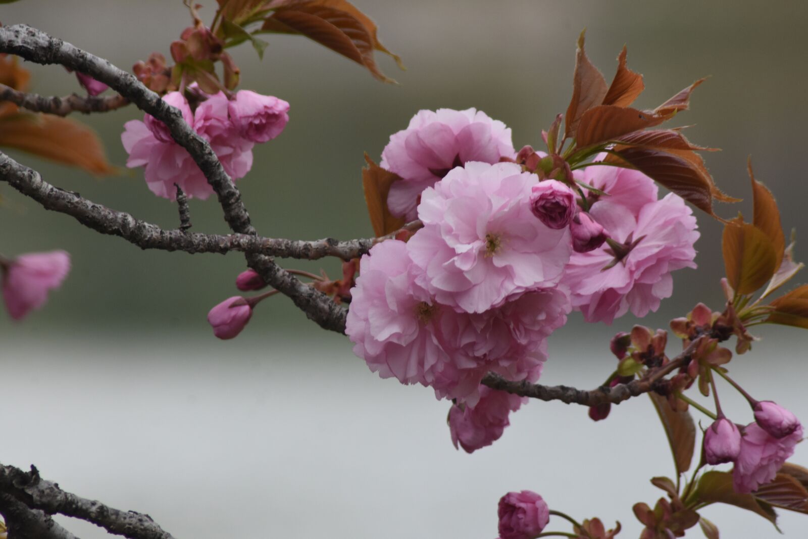 Nikon D7200 sample photo. Pink, flowers, spring photography