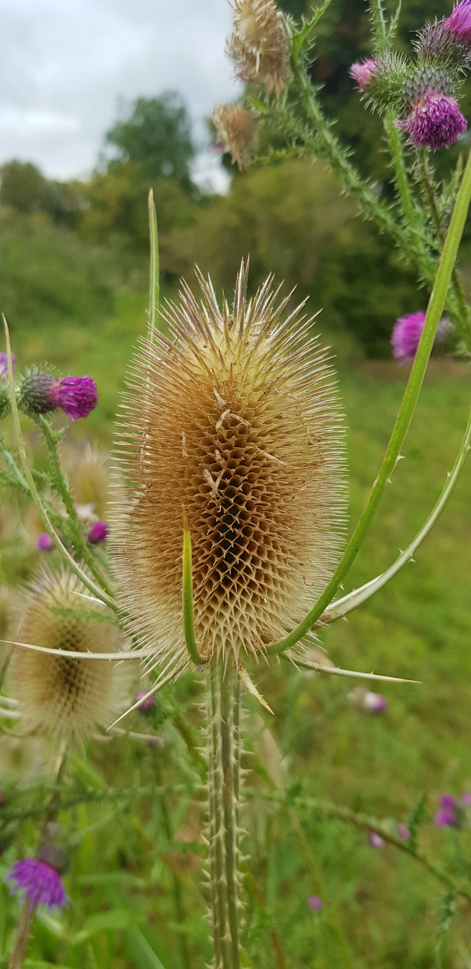 Samsung Galaxy S8 sample photo. Plant, nature, closeup photography