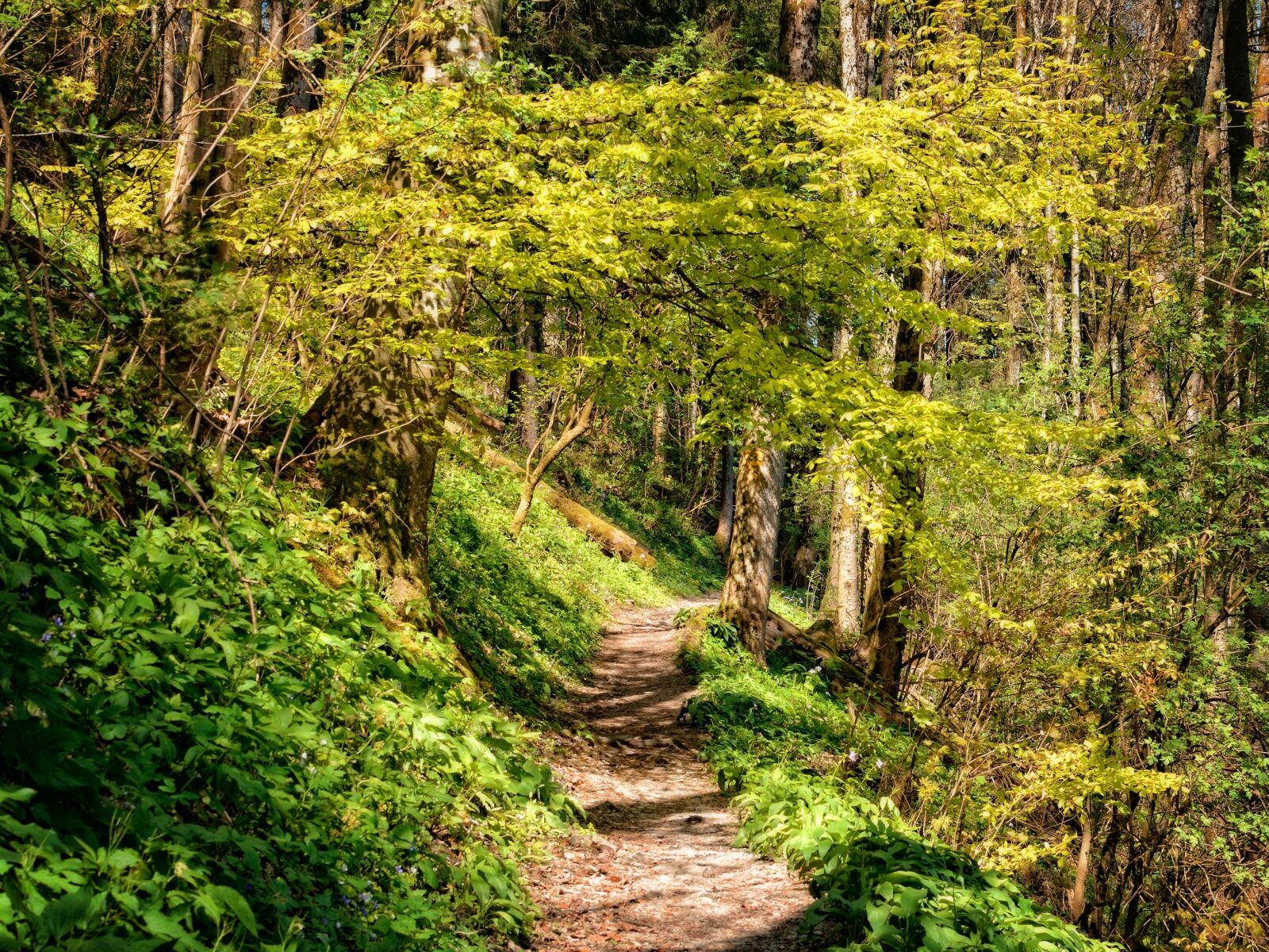 Nikon D7100 sample photo. Away, path, forest photography