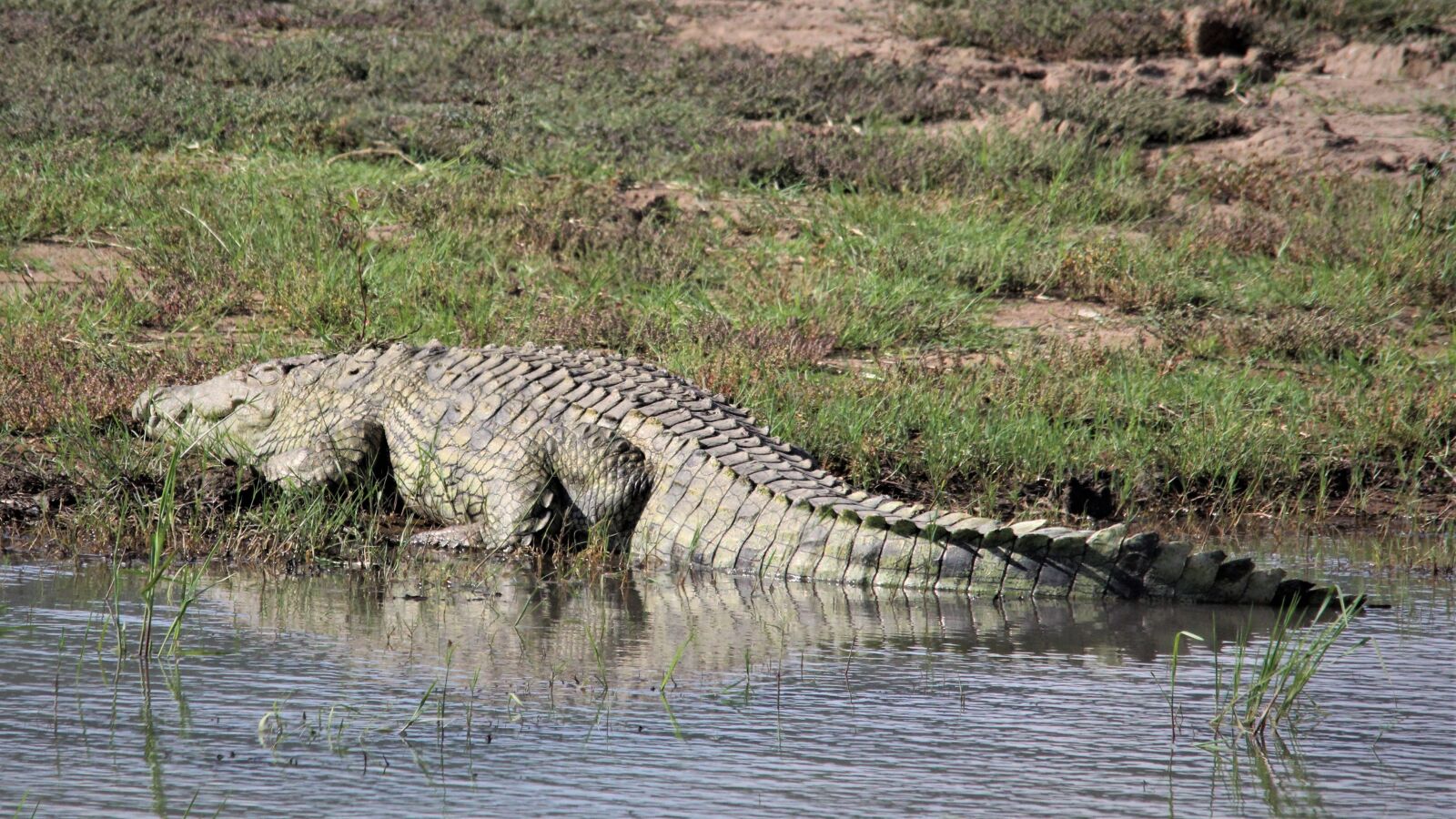 Canon EOS 60D sample photo. Crocodile, sleeping, water photography