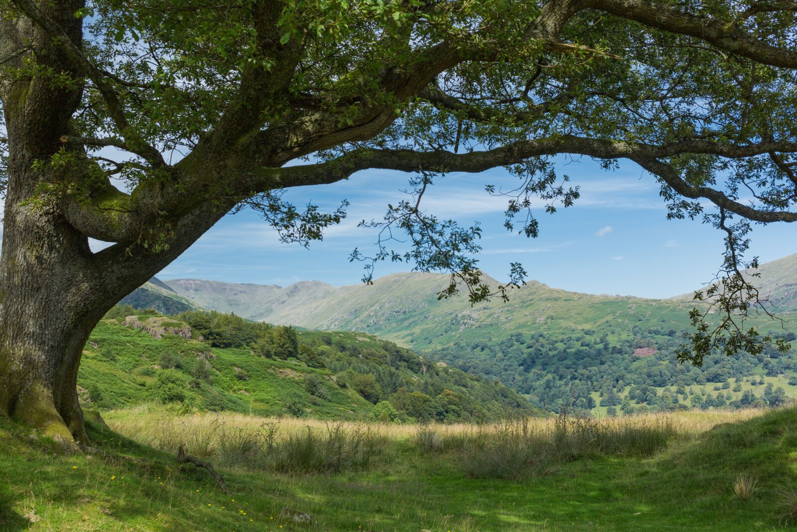 Canon EF 40mm F2.8 STM sample photo. Wales, lake district, tree photography