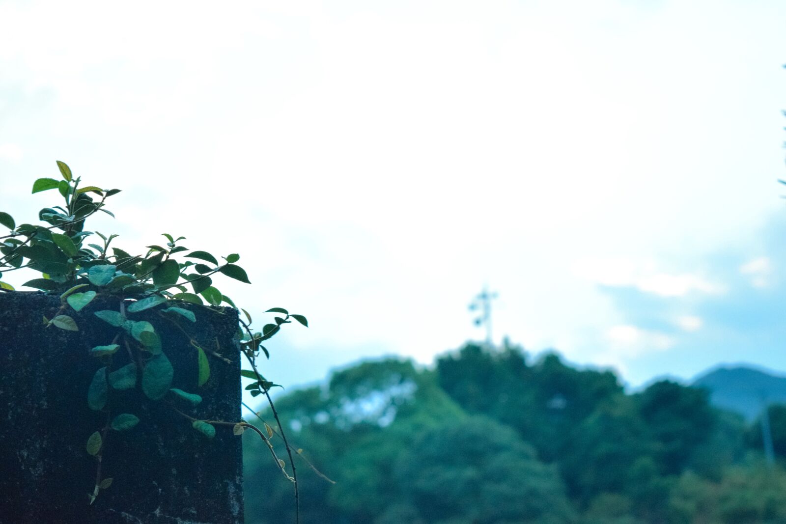 Nikon D5300 sample photo. Ivy, leaves, nature photography