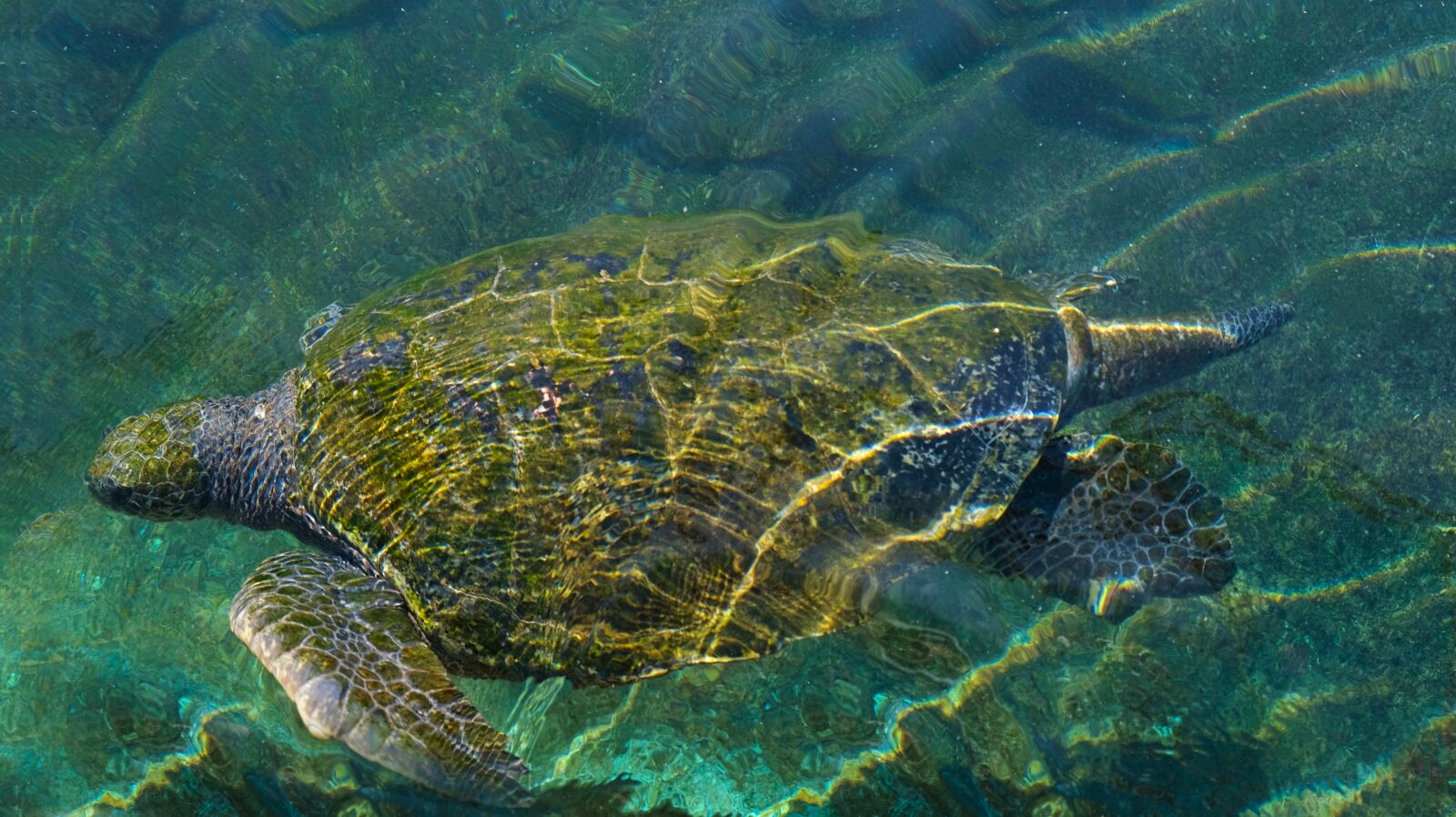 Fujifilm X-T3 sample photo. Sea turtle, red sea photography