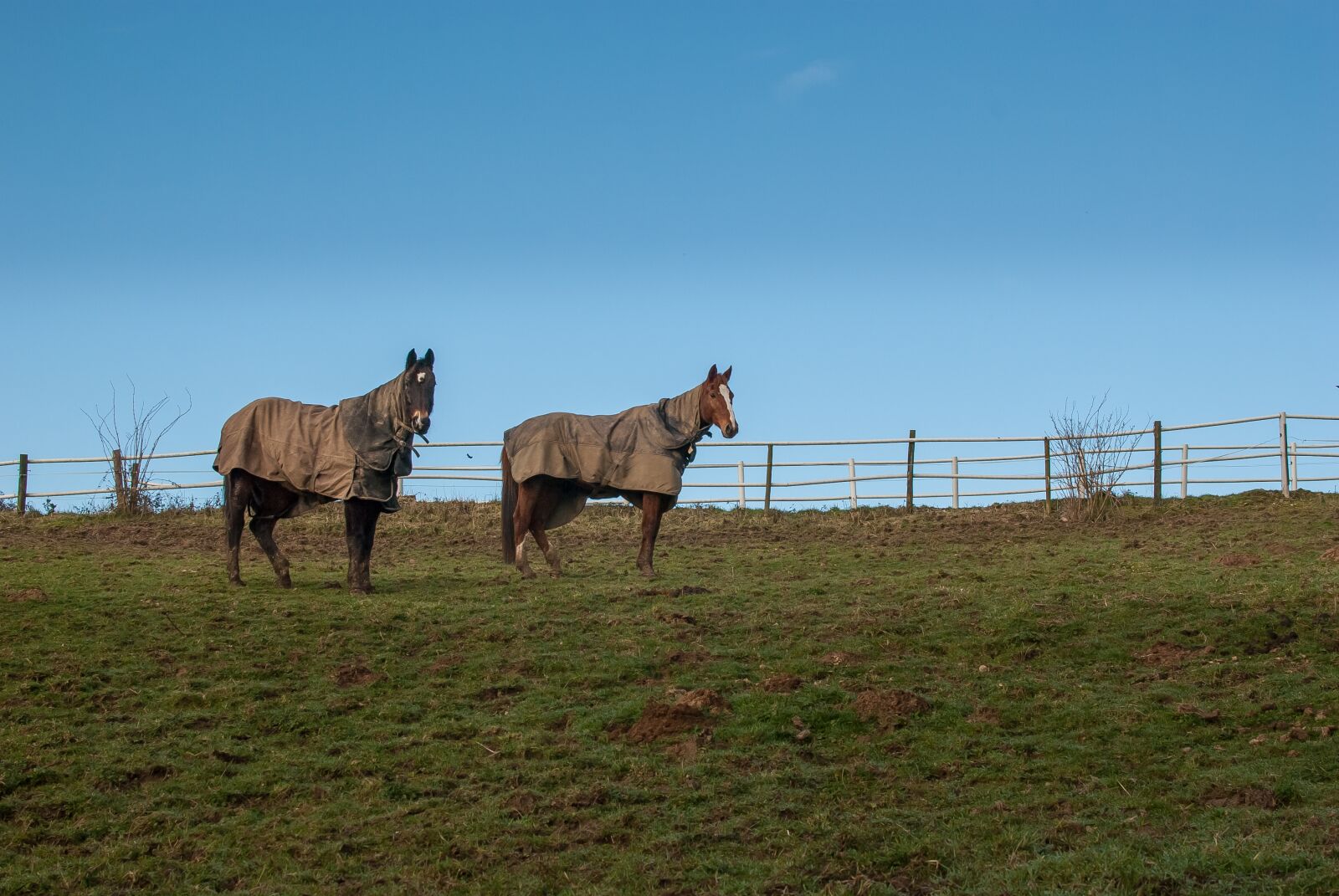 Nikon D80 sample photo. Field, lawn, animal photography