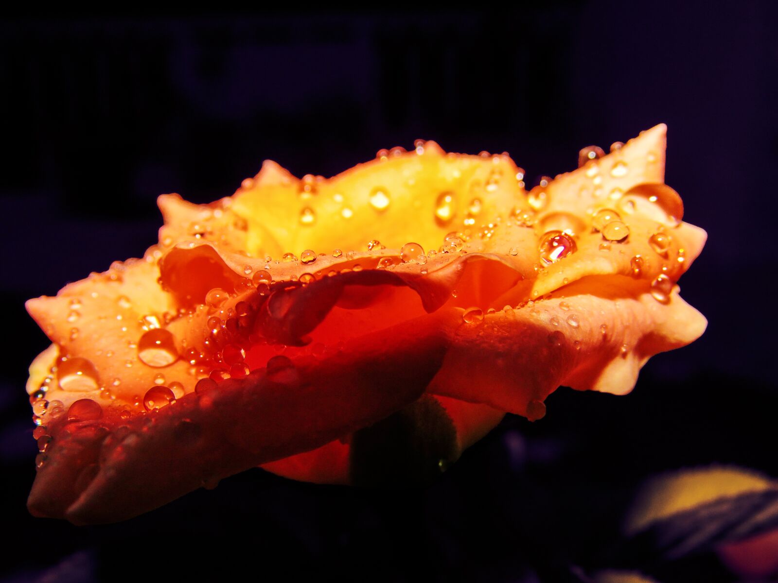 Canon PowerShot SX60 HS sample photo. Rose, flower, petals photography