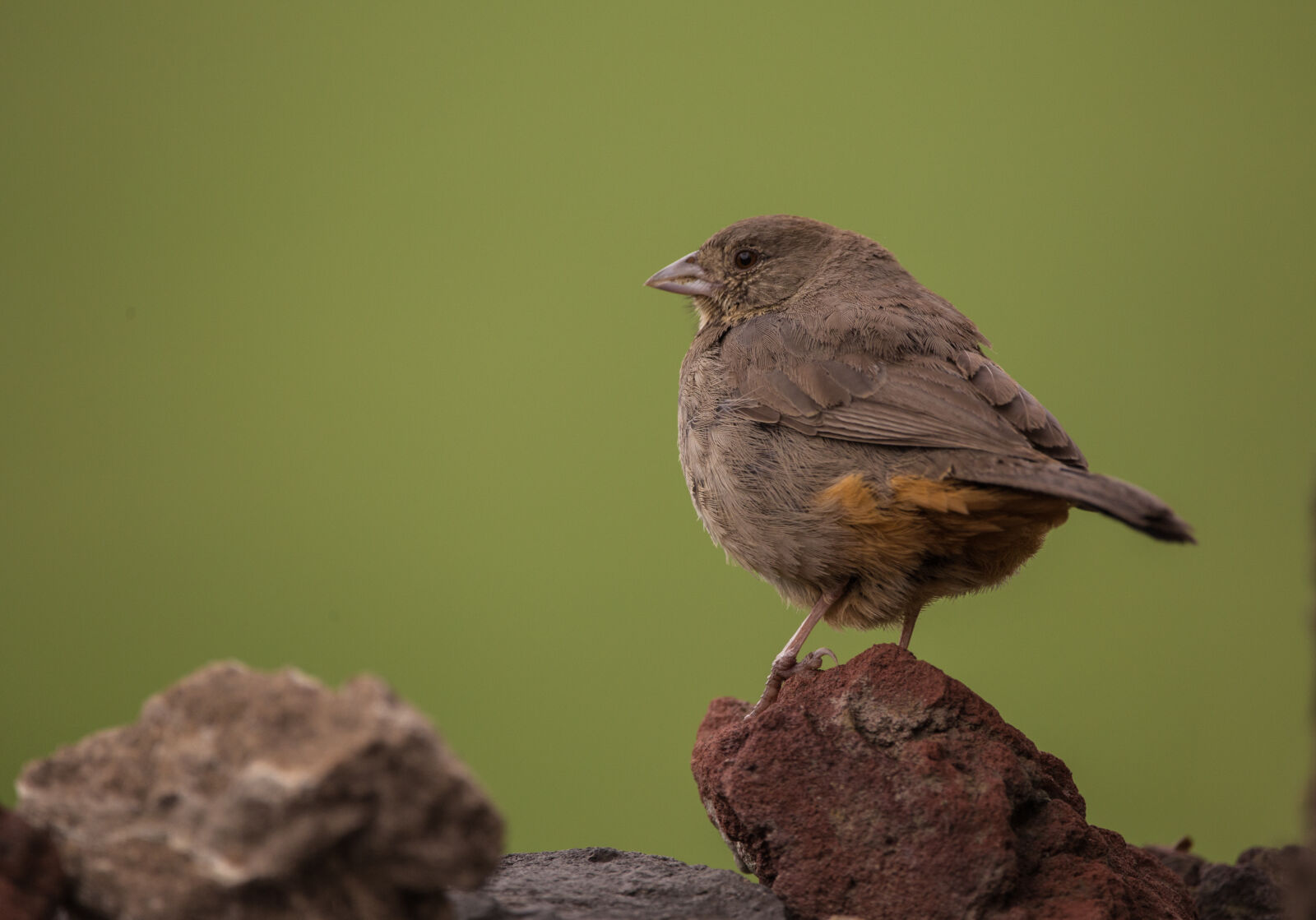 Canon EOS 6D + Sigma 150-600mm F5-6.3 DG OS HSM | C sample photo. Brown, sparrow, on, brown photography