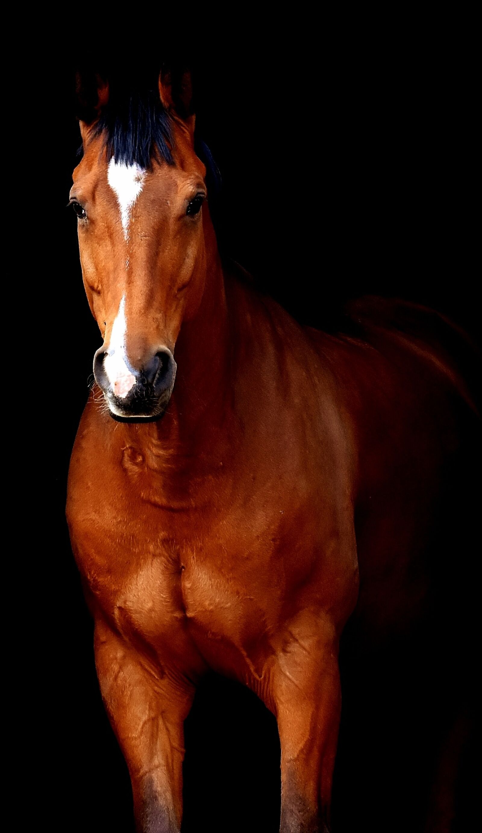Nikon D7200 sample photo. Horse, brown, black background photography
