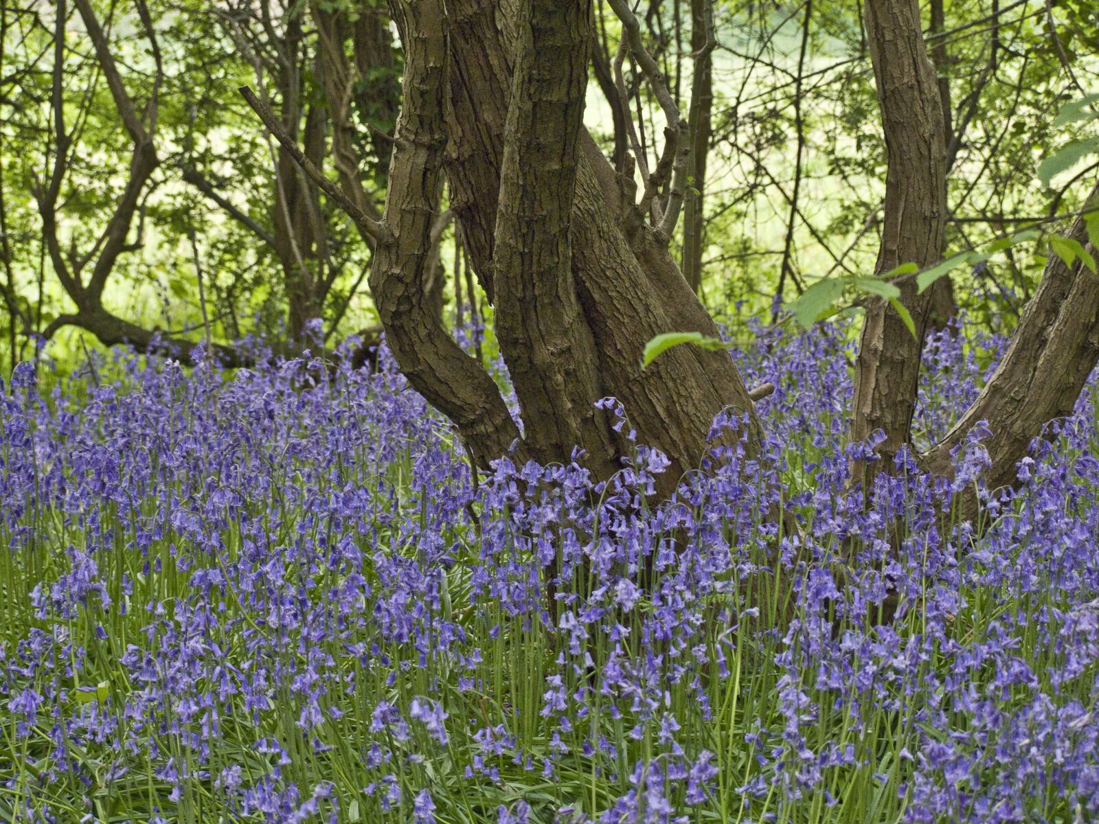 Fujifilm FinePix S100fs sample photo. Bluebells, woodland, spring photography