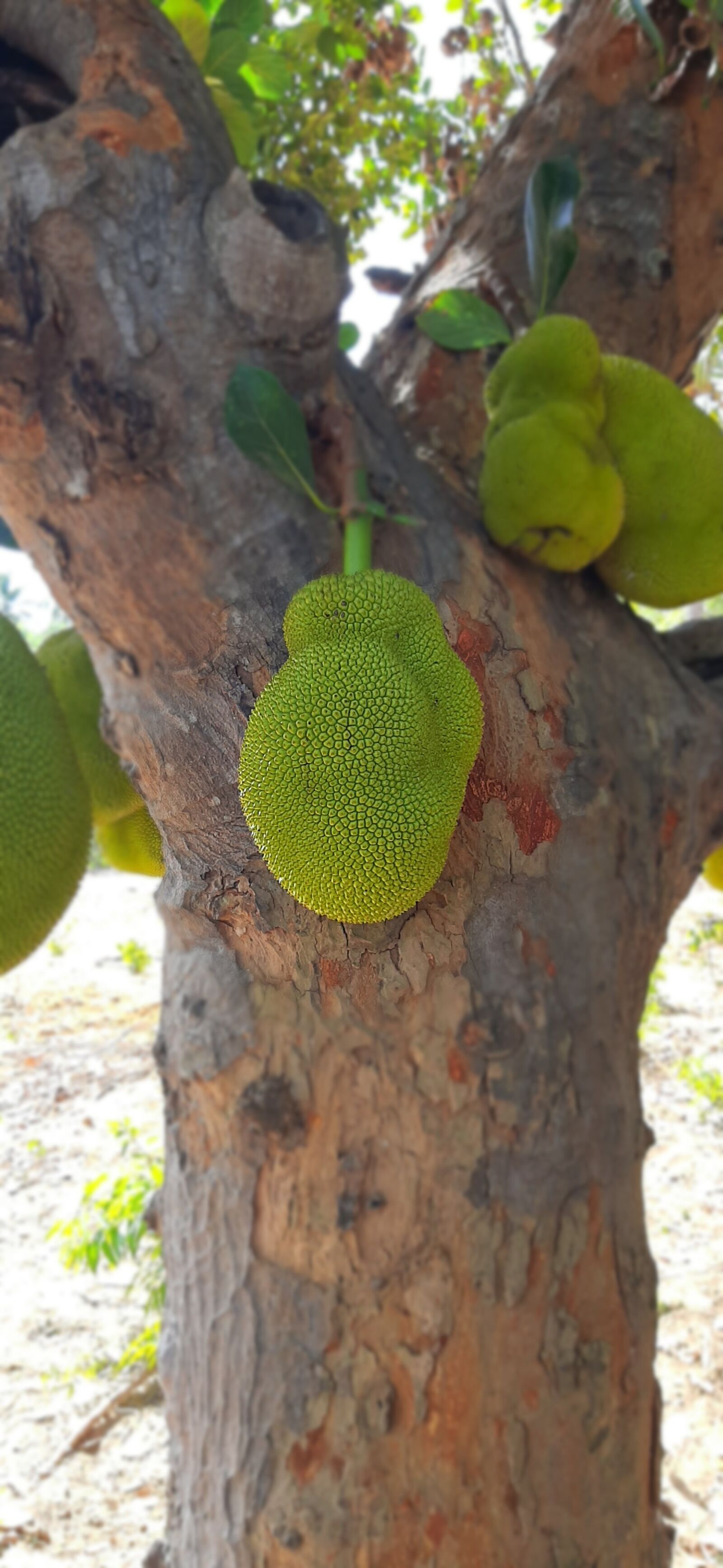 Samsung SM-A307FN sample photo. Jack fruits, jack fruit photography