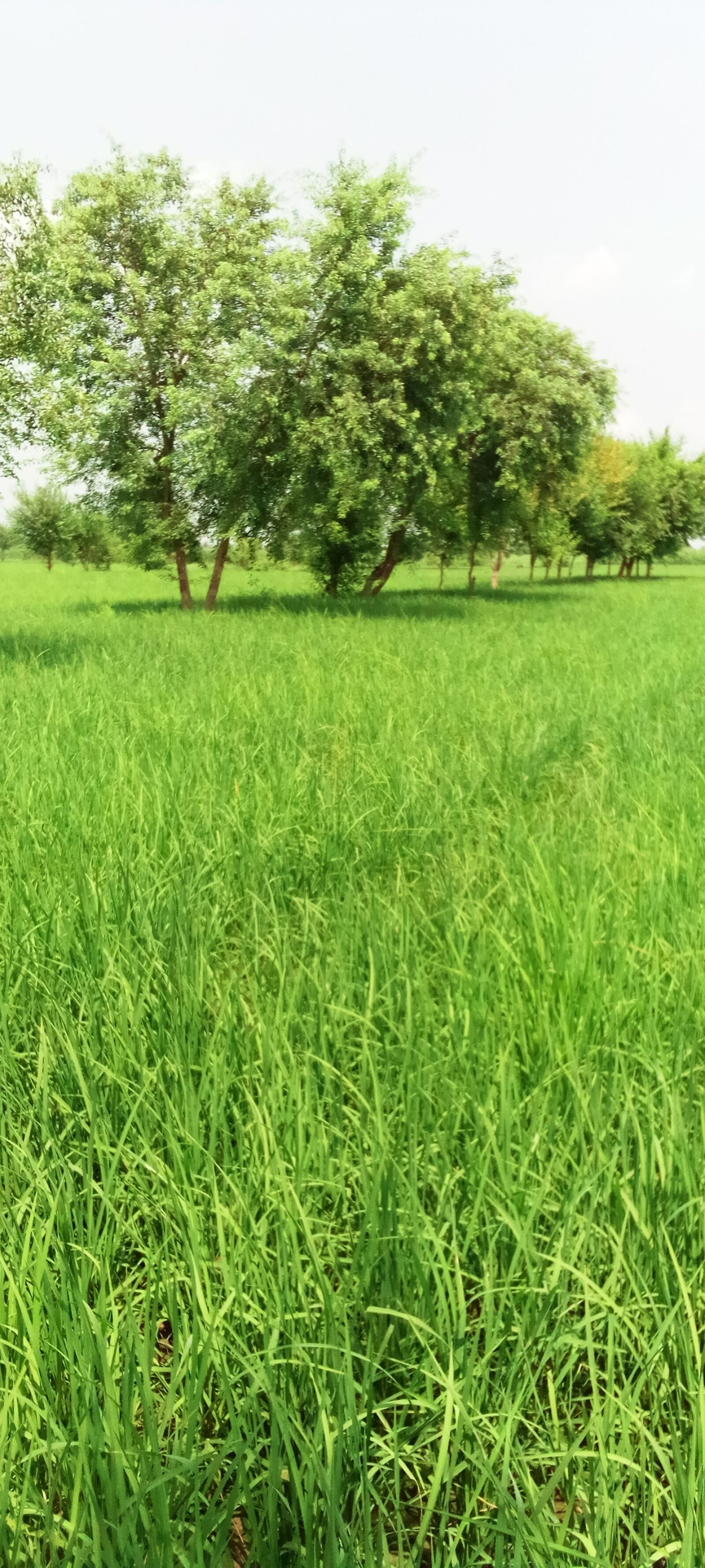 INFINIX MOBILITY LIMITED Infinix X653C sample photo. Natural, field, scenery photography