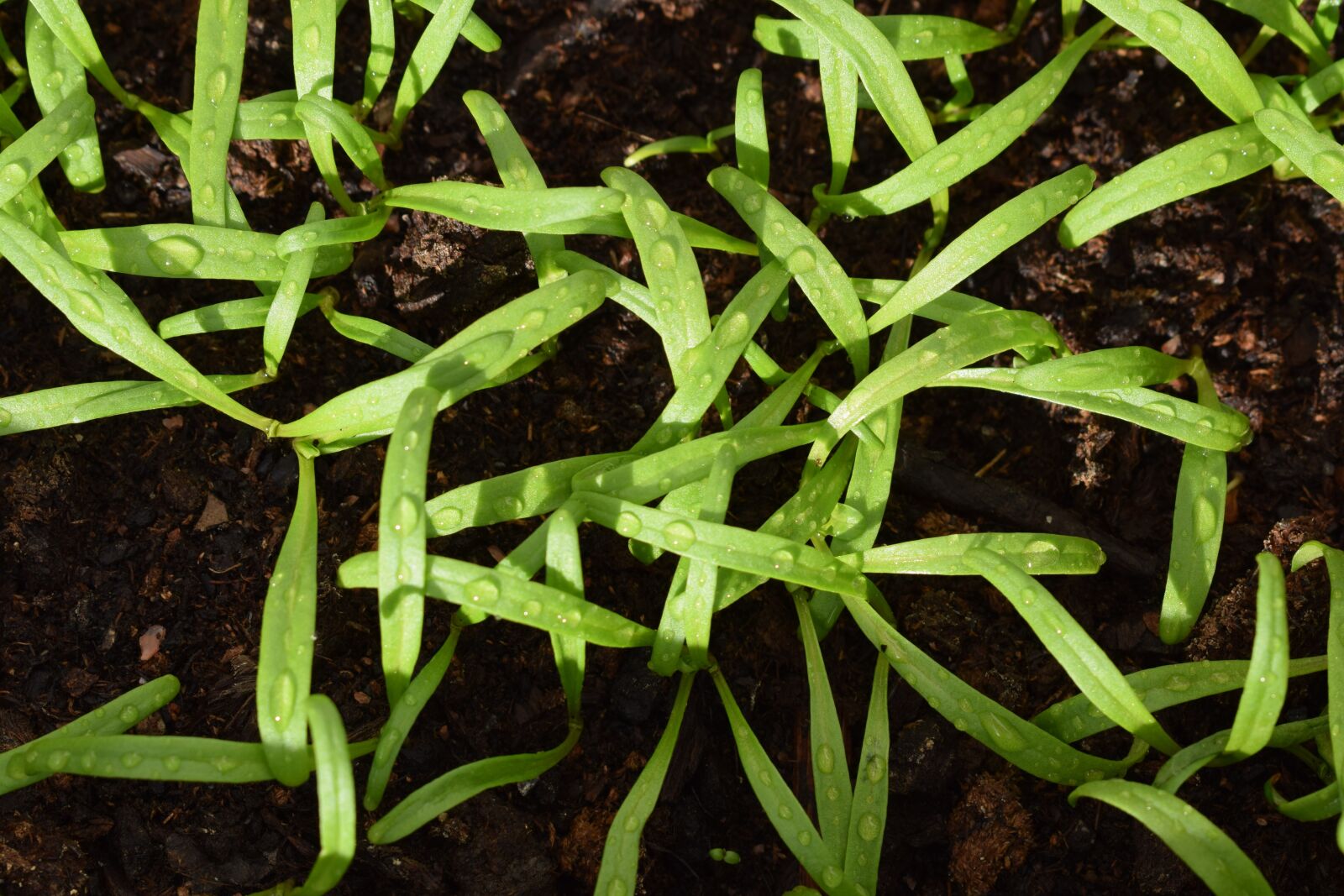 Nikon D3300 sample photo. Cultivation, spinach, seed photography