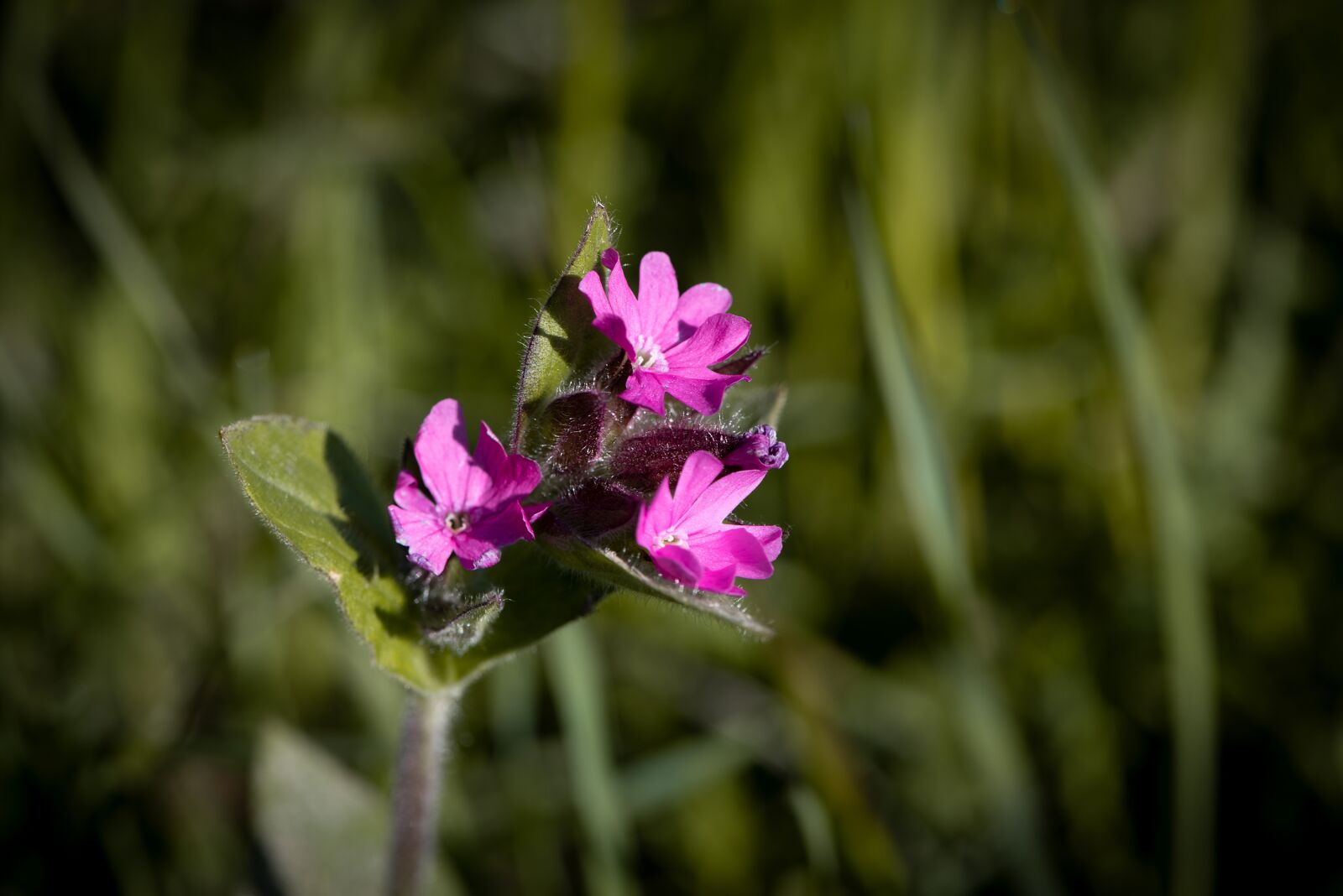 Nikon D750 sample photo. Heath orchid, flower, pointed photography