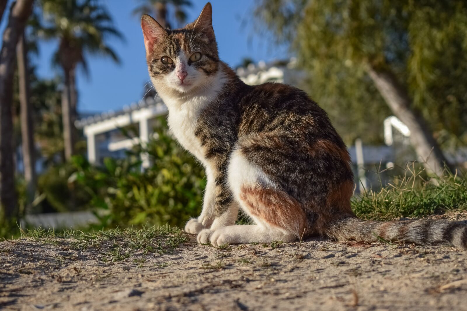 Nikon D3300 sample photo. Cat, stray, nature photography