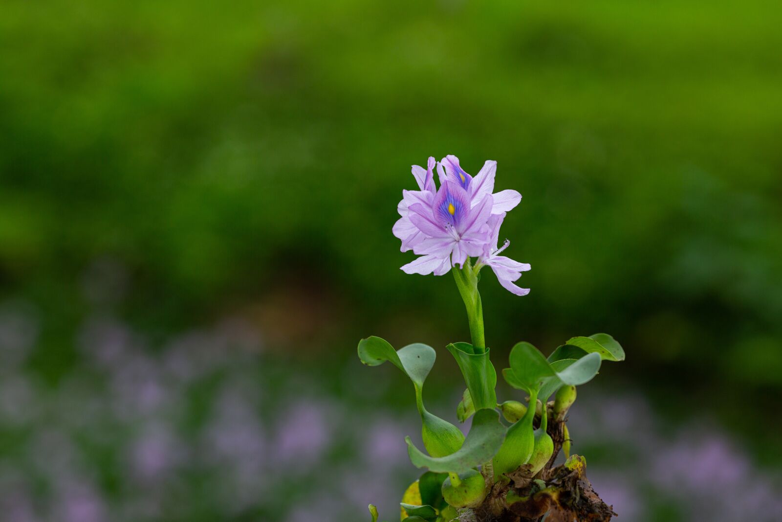 Canon EOS 5D Mark III + Canon EF 135mm F2L USM sample photo. Eichhornia crassipes, flower, ruffles photography