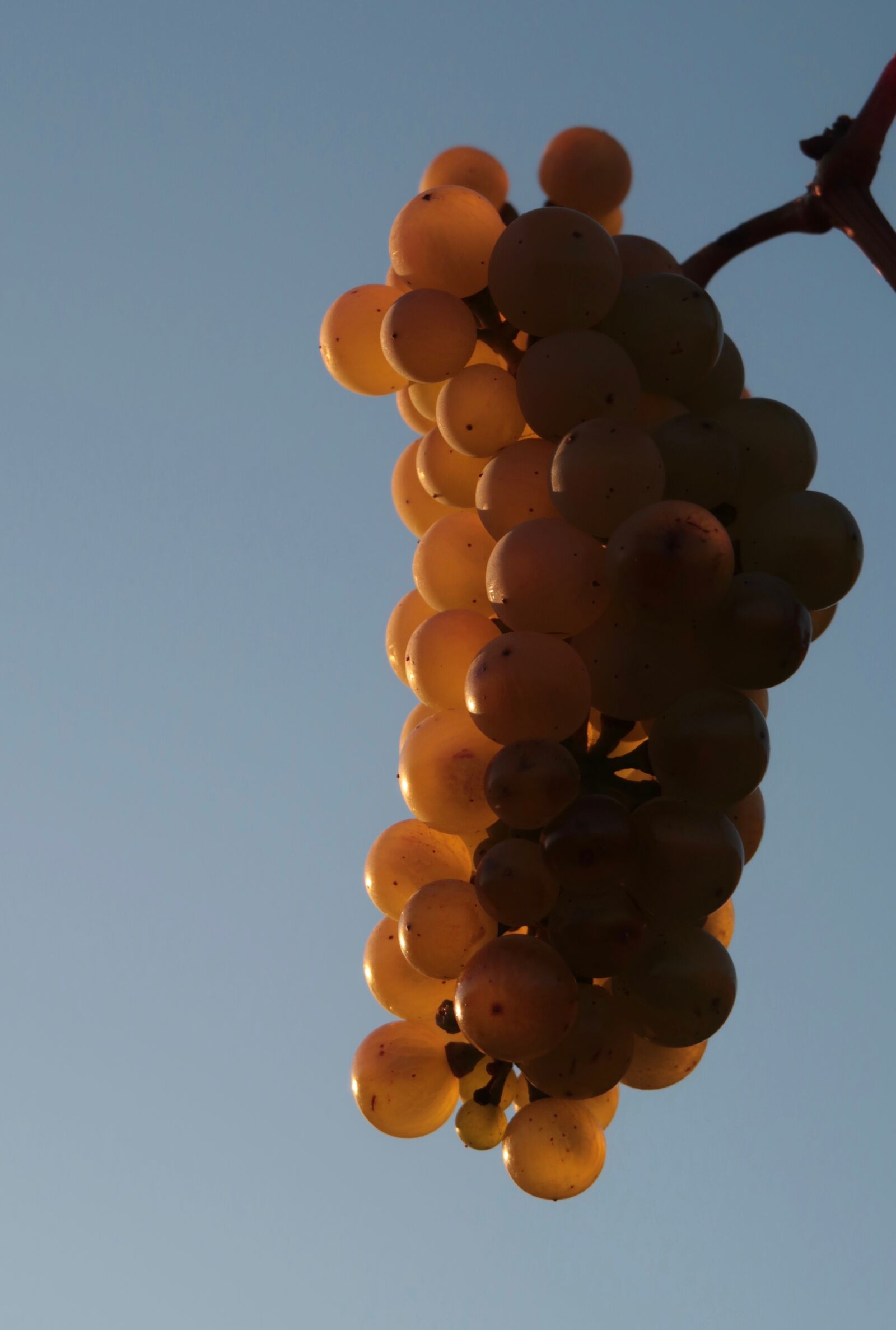 Canon PowerShot G7 X Mark II sample photo. Grapes, autumn, fruit photography