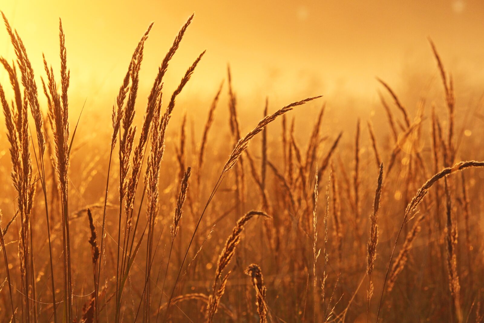 Canon EF-S 55-250mm F4-5.6 IS STM sample photo. Sunrise, morning mist, mood photography