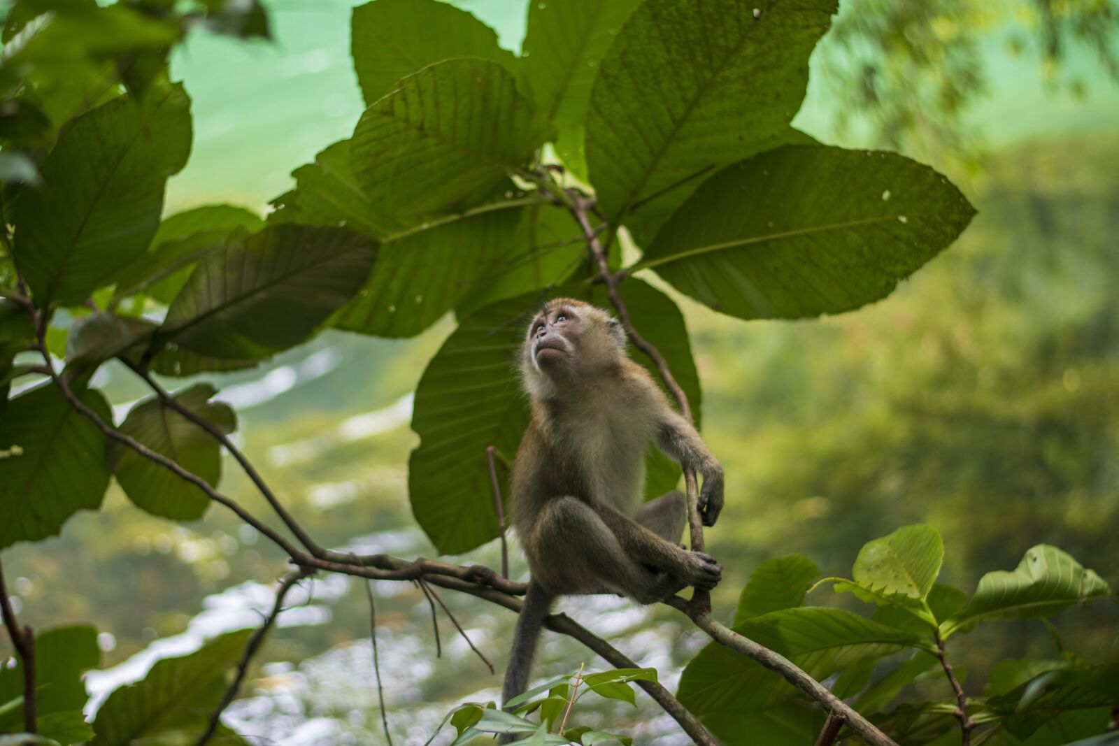 Nikon D7500 sample photo. Monkeys, nature, animals photography