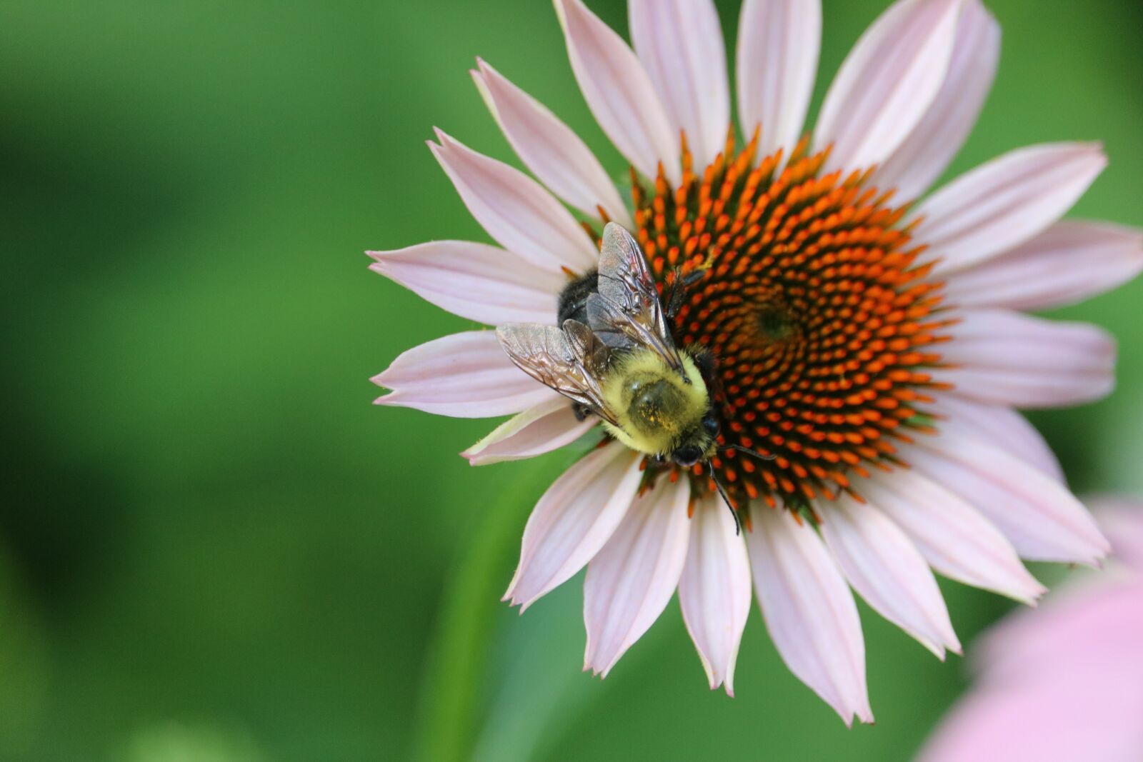 Canon EOS 760D (EOS Rebel T6s / EOS 8000D) sample photo. Flower, bee, nature photography