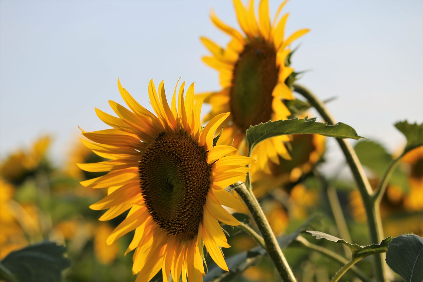 Canon EF 70-300 F4-5.6 IS II USM sample photo. Agriculture, sunflowers, bloom photography
