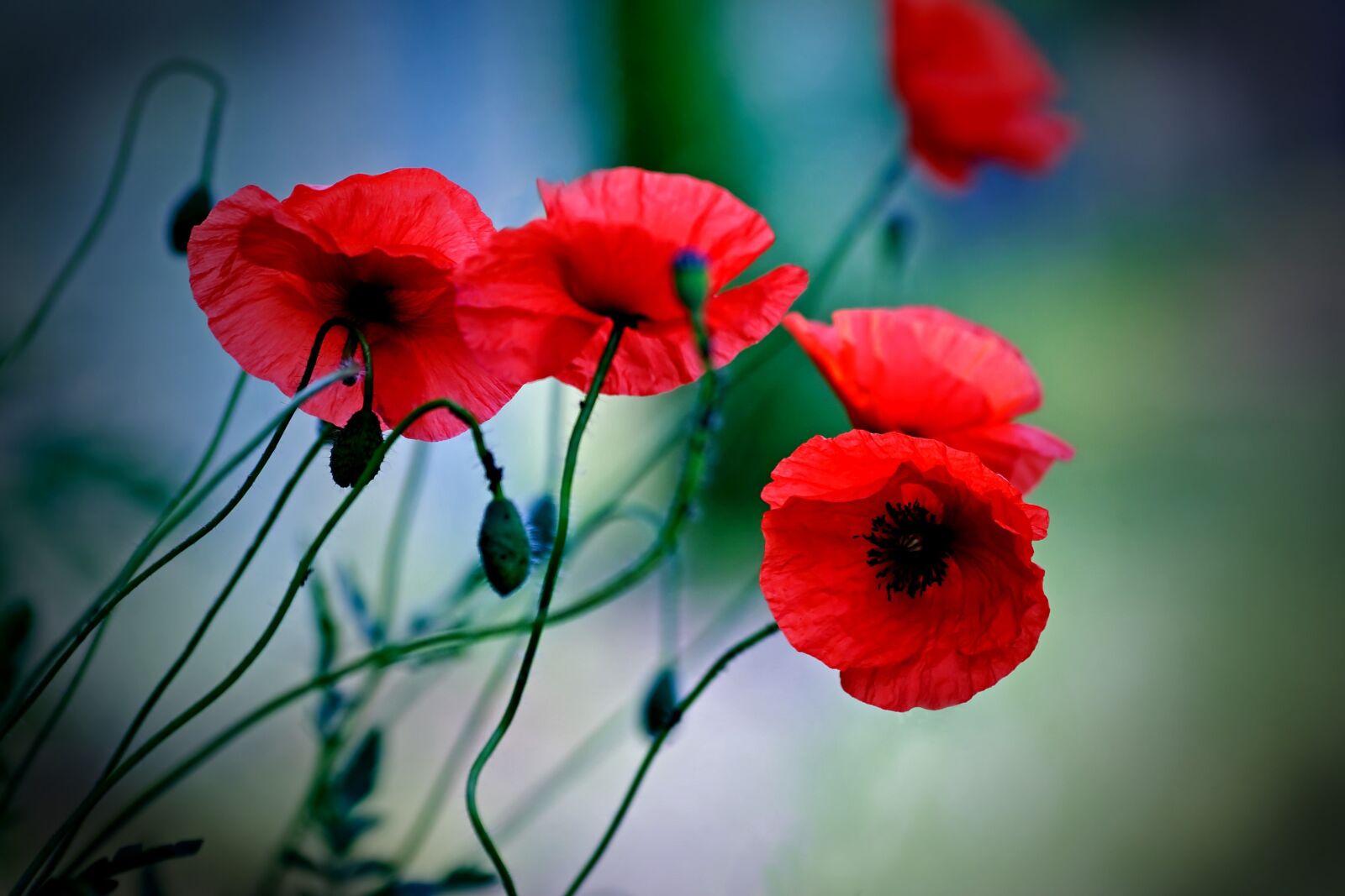 Nikon D80 sample photo. Flower, plant, nature photography