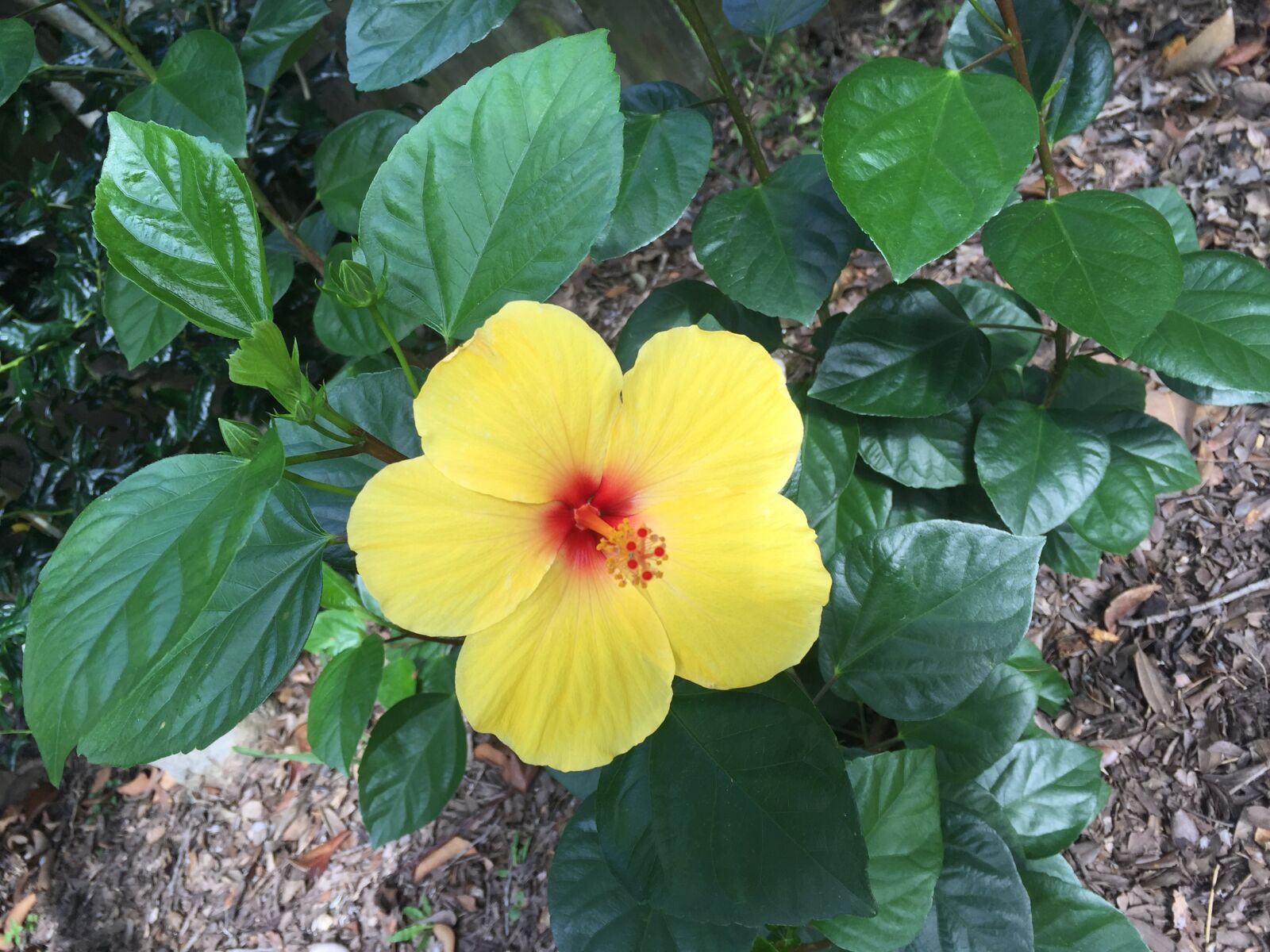 iPhone 6 Plus back camera 4.15mm f/2.2 sample photo. Yellow, flower, bloom photography