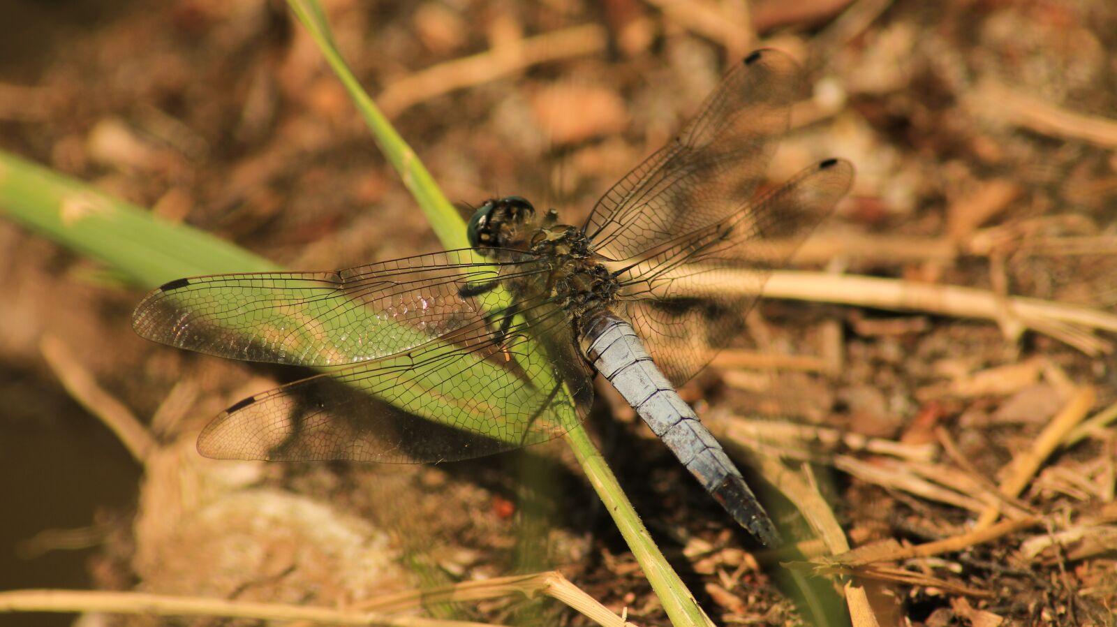 Canon EOS 80D sample photo. Dragonfly, bank, insect photography