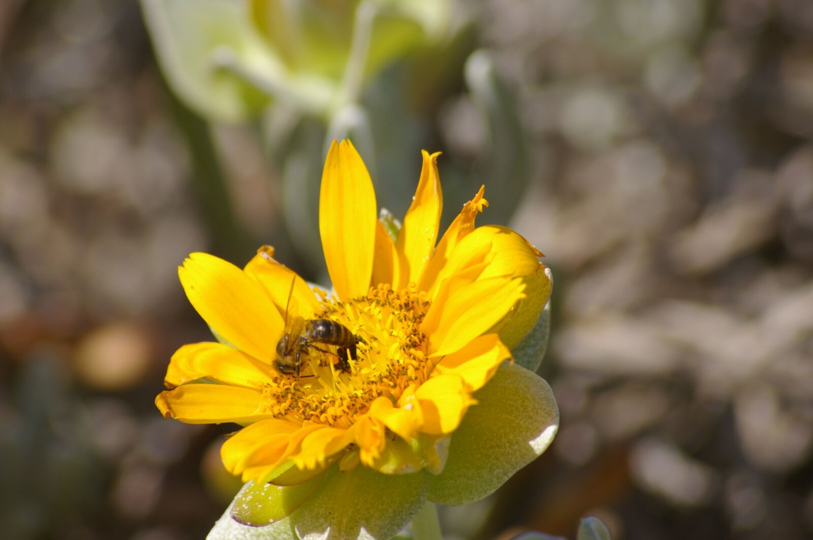 Pentax K100D sample photo. Bee, yellow, flower photography