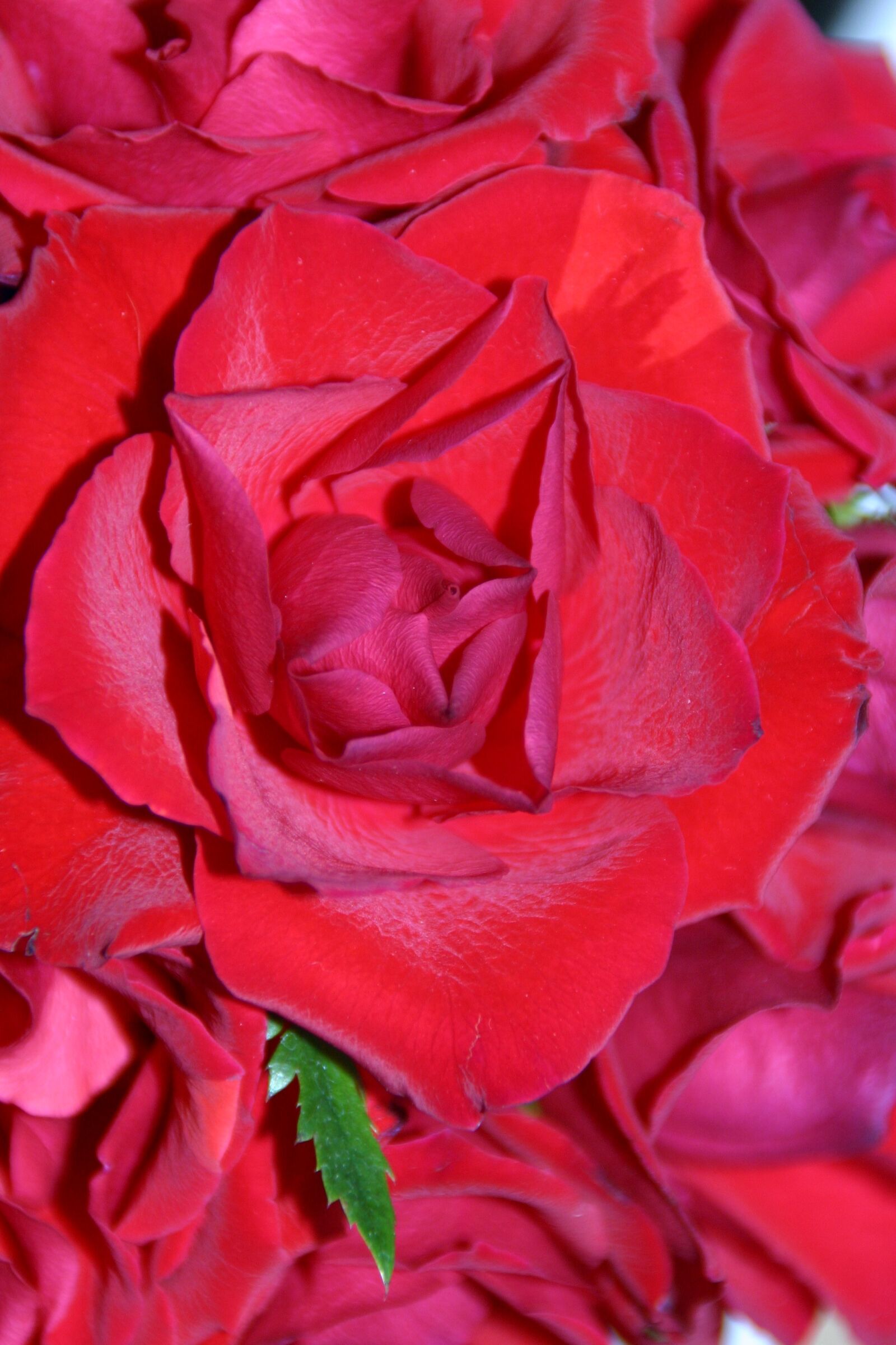 Canon EOS 300D (EOS Digital Rebel / EOS Kiss Digital) sample photo. Rose, red rose, flower photography