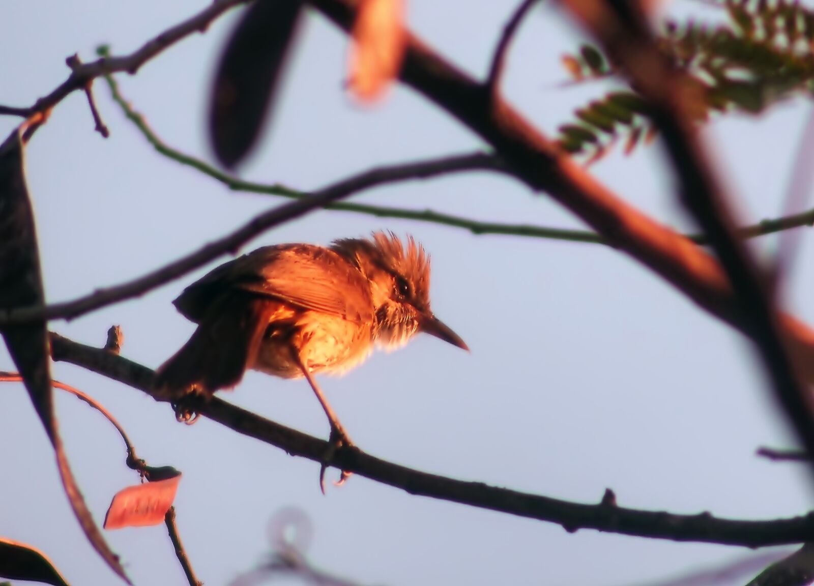 Olympus OM-D E-M1 sample photo. Clamorous reed warbler, wild photography
