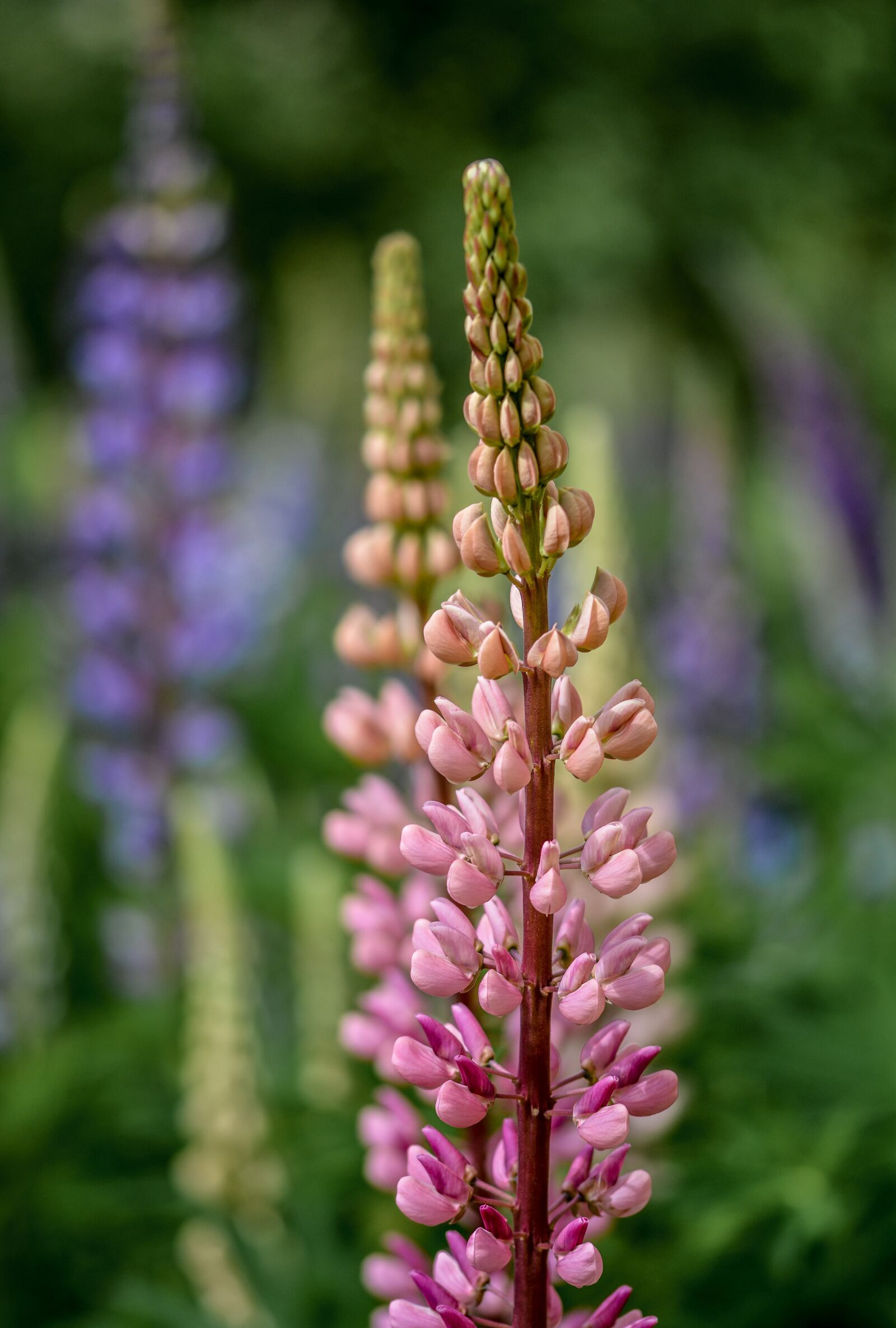 Nikon D5200 sample photo. Lupine, flower, summer photography