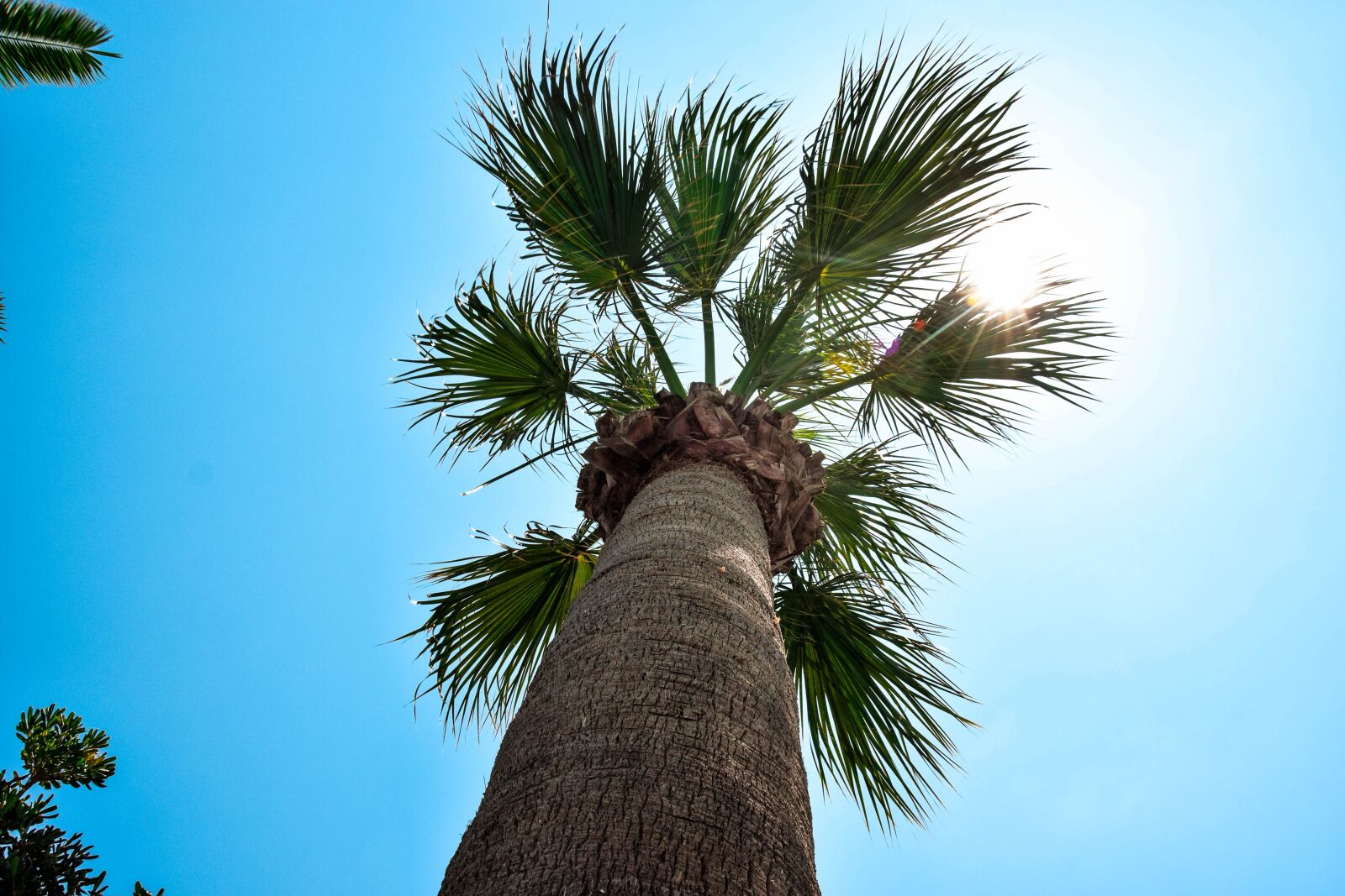 Nikon D3300 sample photo. Palma, summer, the sky photography