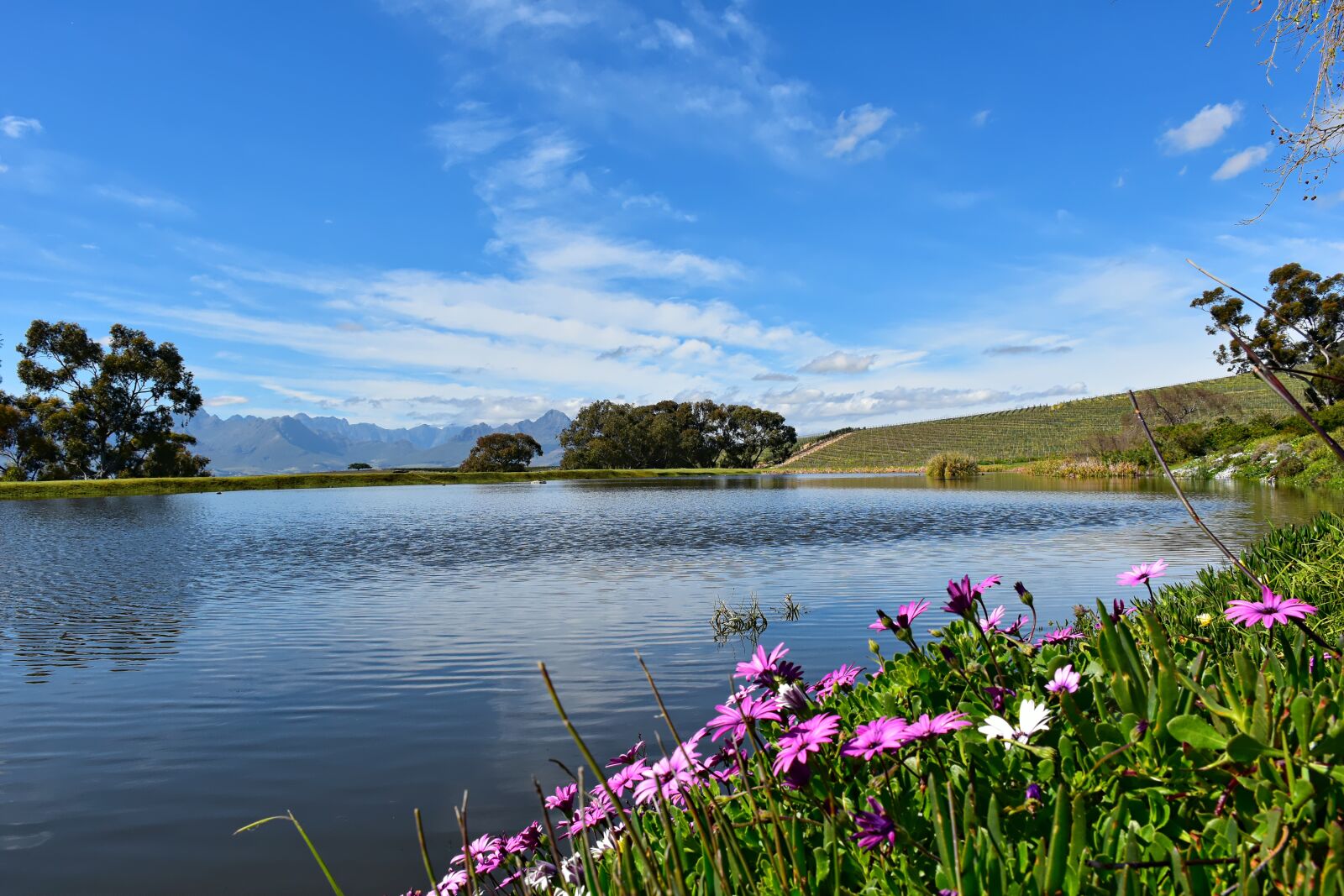 Nikon D5500 sample photo. Dam, spring, flowers photography