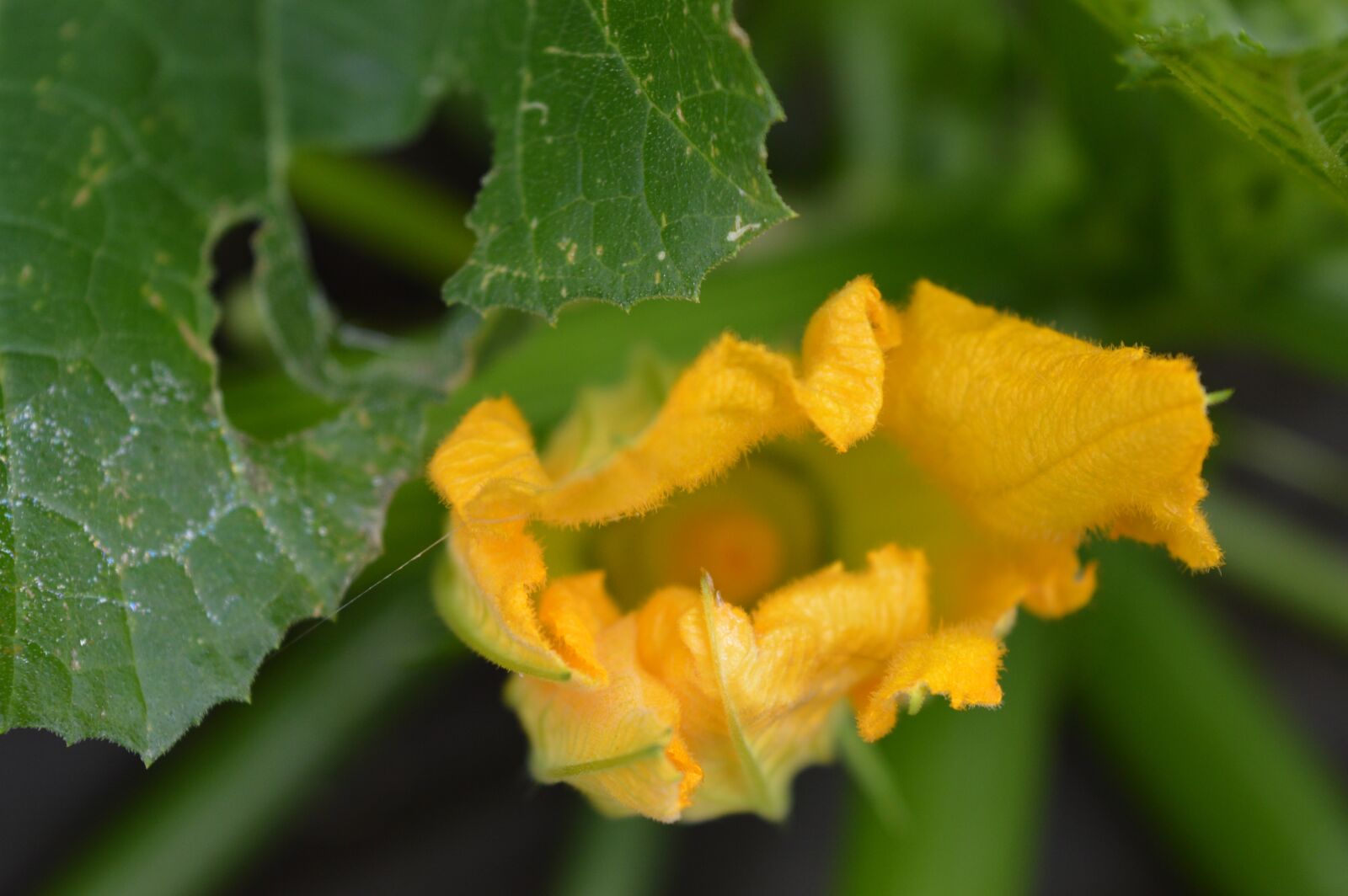 Nikon D3200 sample photo. Flower, bloom, petal photography