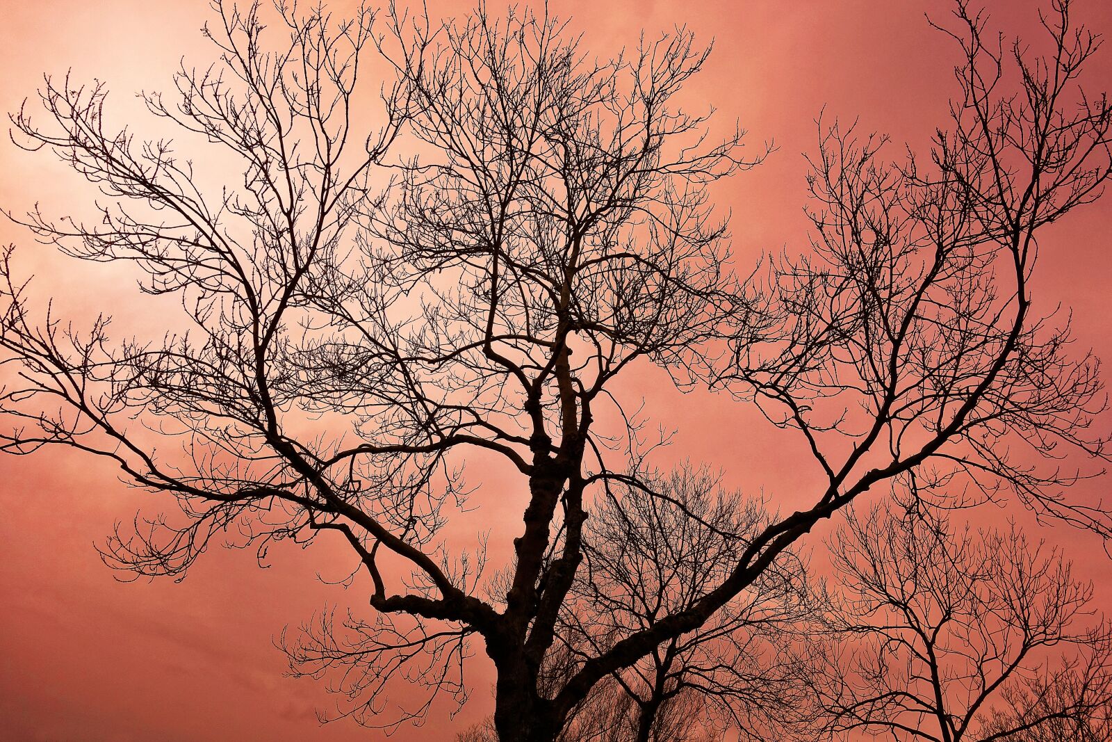 Sony Cyber-shot DSC-RX100 sample photo. Tree, tree top, bare photography