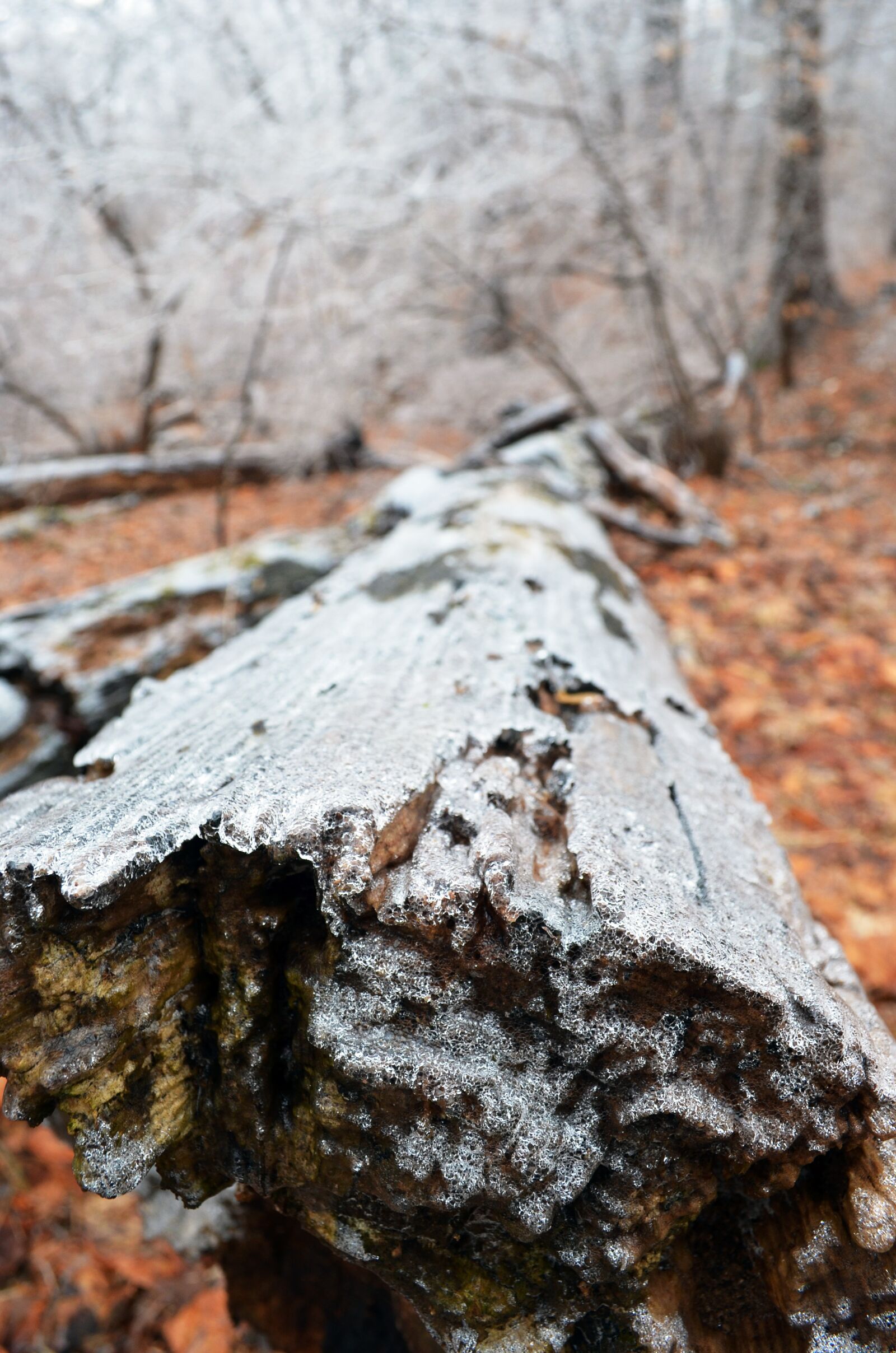 Nikon D5100 sample photo. Nature, tree, wood photography