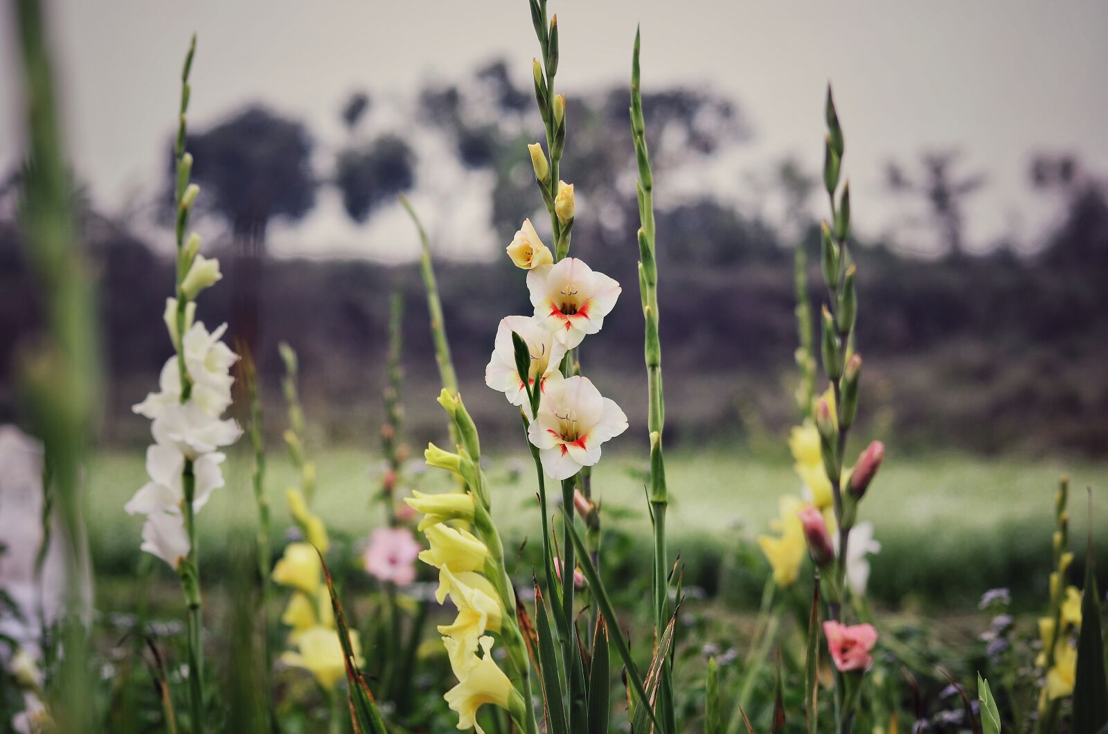 Nikon D5100 sample photo. Evening, flower, garden photography