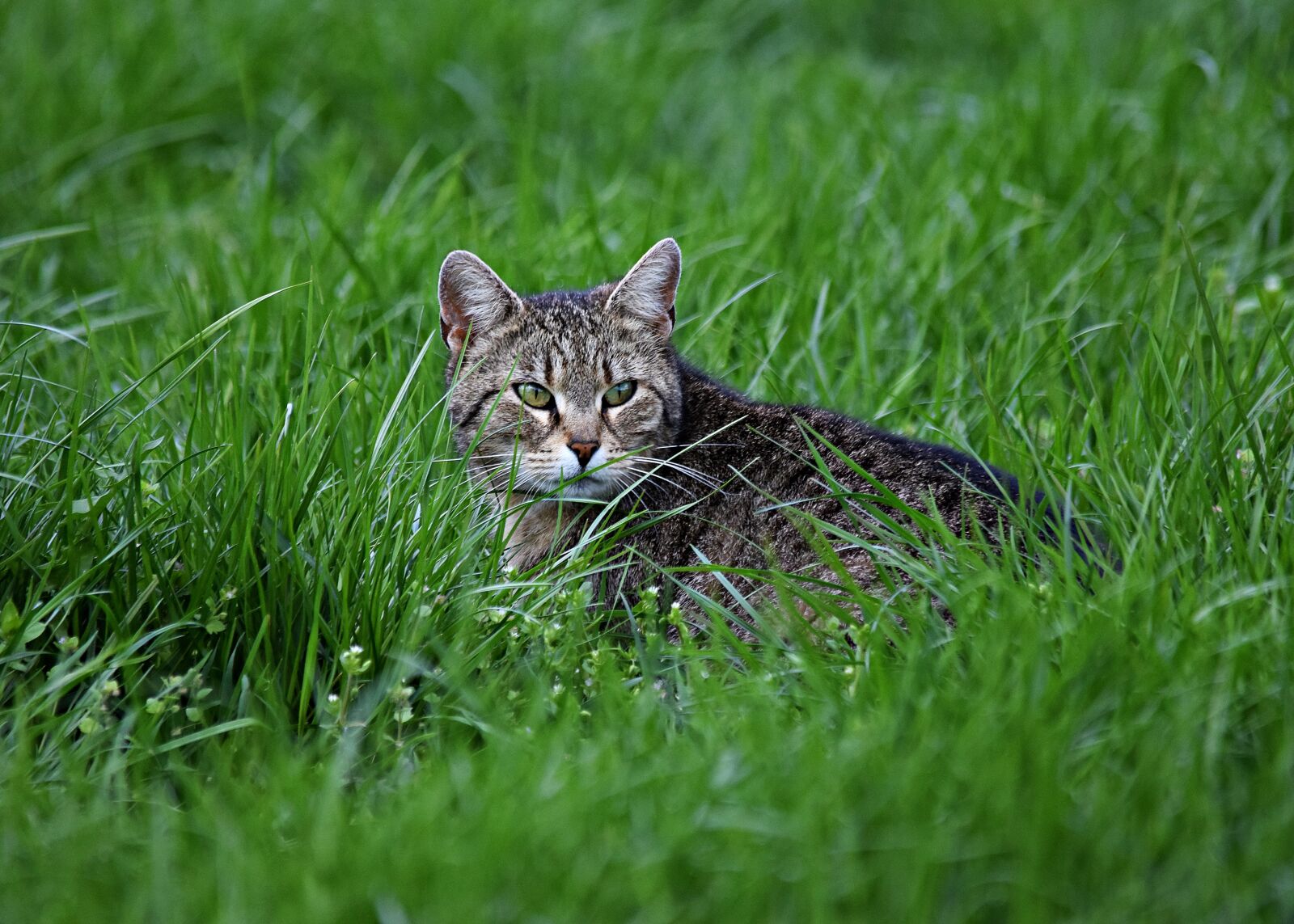 Nikon D5300 sample photo. Cat, grass, cat's eyes photography