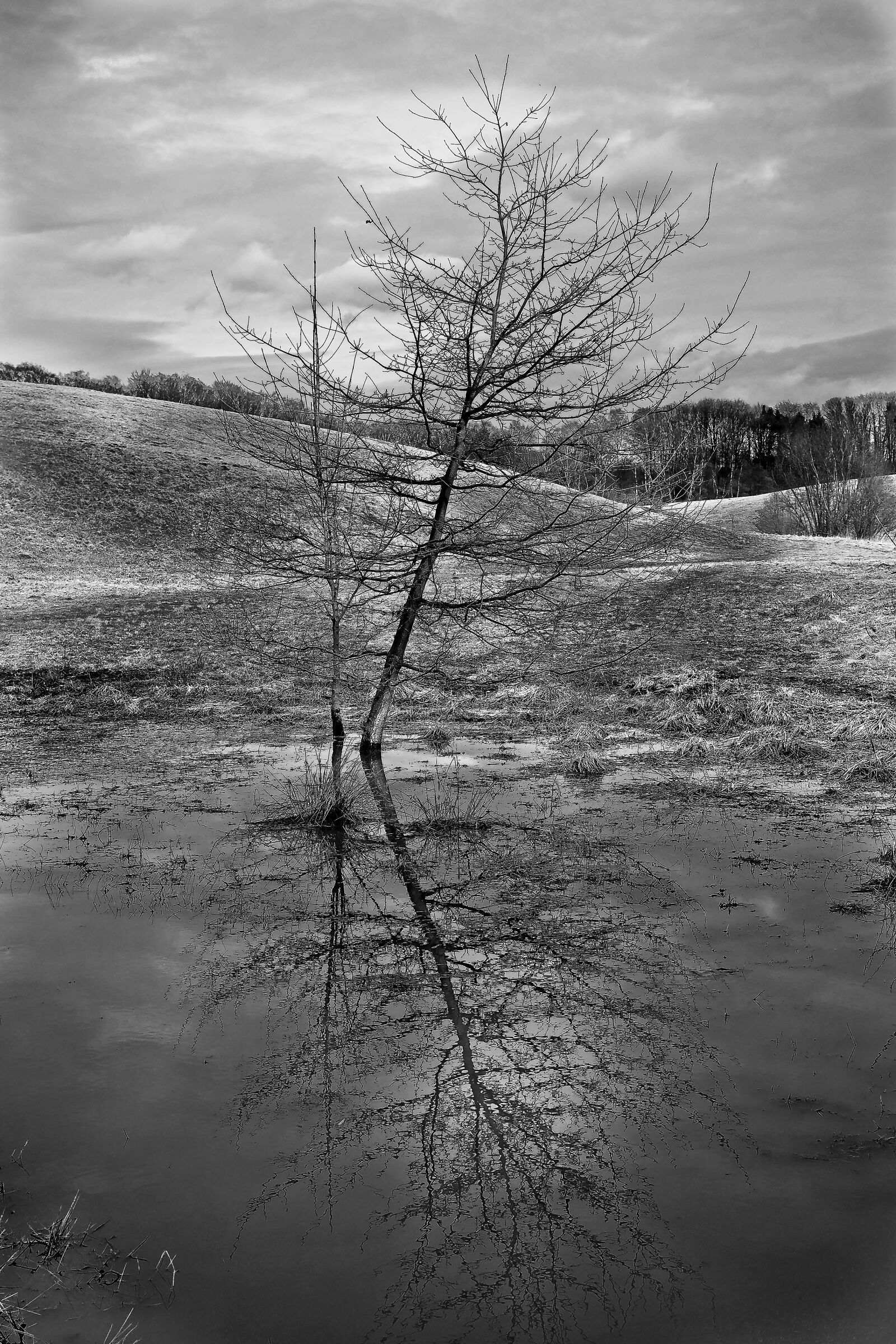 Olympus OM-D E-M10 sample photo. Tree, lonely, loneliness photography