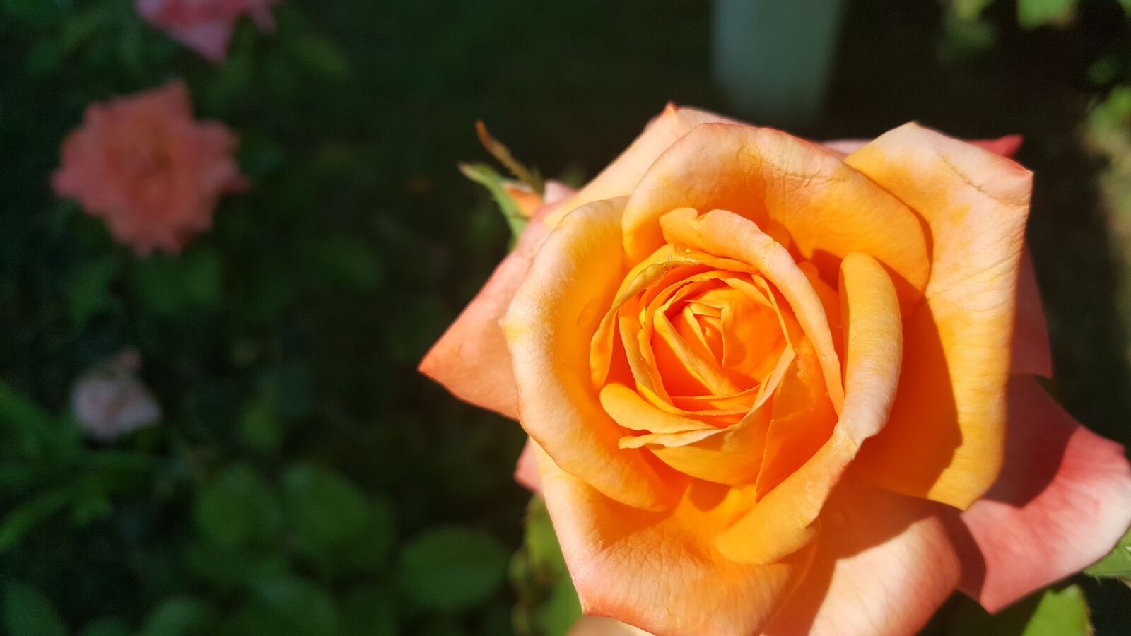 Samsung Galaxy Note5 sample photo. Rose, orange, color photography
