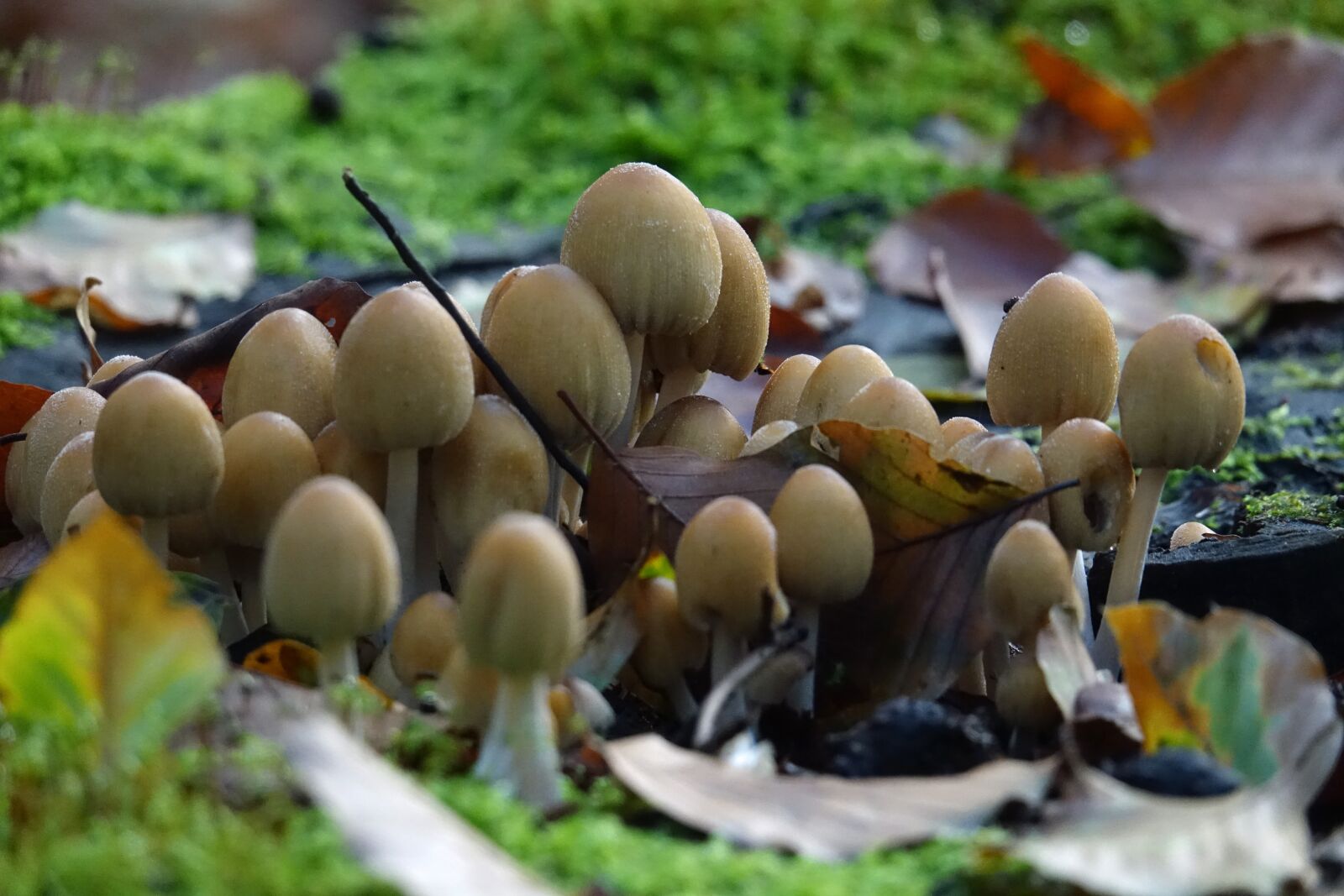 Sony Cyber-shot DSC-RX10 III sample photo. Mushrooms, mushroom, autumn photography