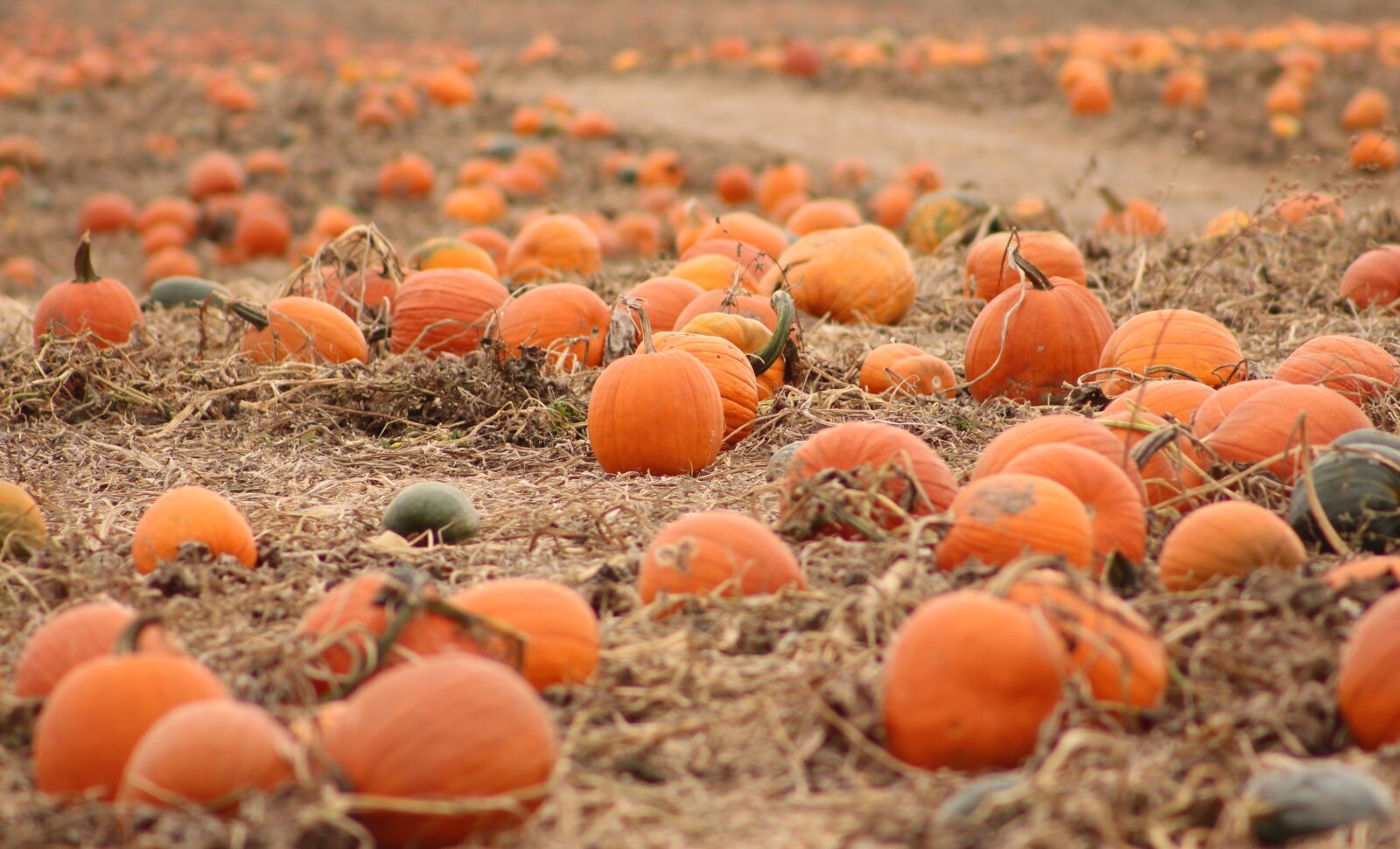 Canon EF 75-300mm f/4-5.6 sample photo. Pumpkins, fall, harvest photography