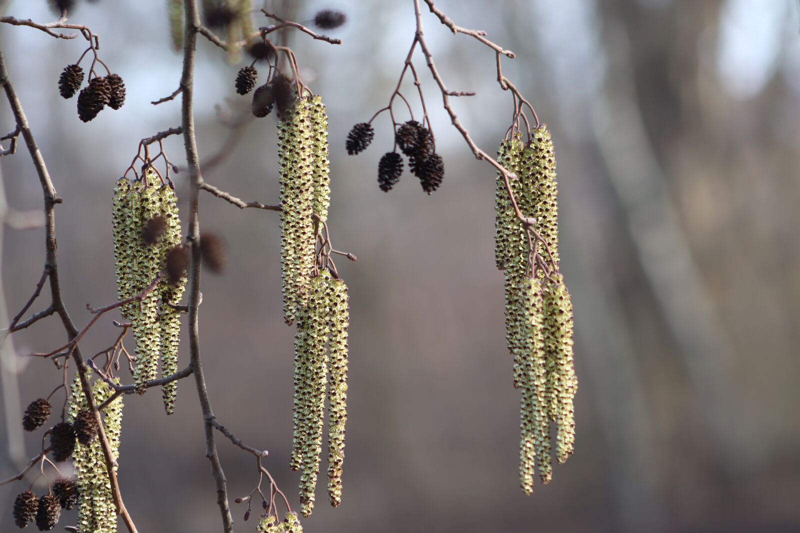 Canon EOS 800D (EOS Rebel T7i / EOS Kiss X9i) sample photo. Flowers, black alder, spring photography
