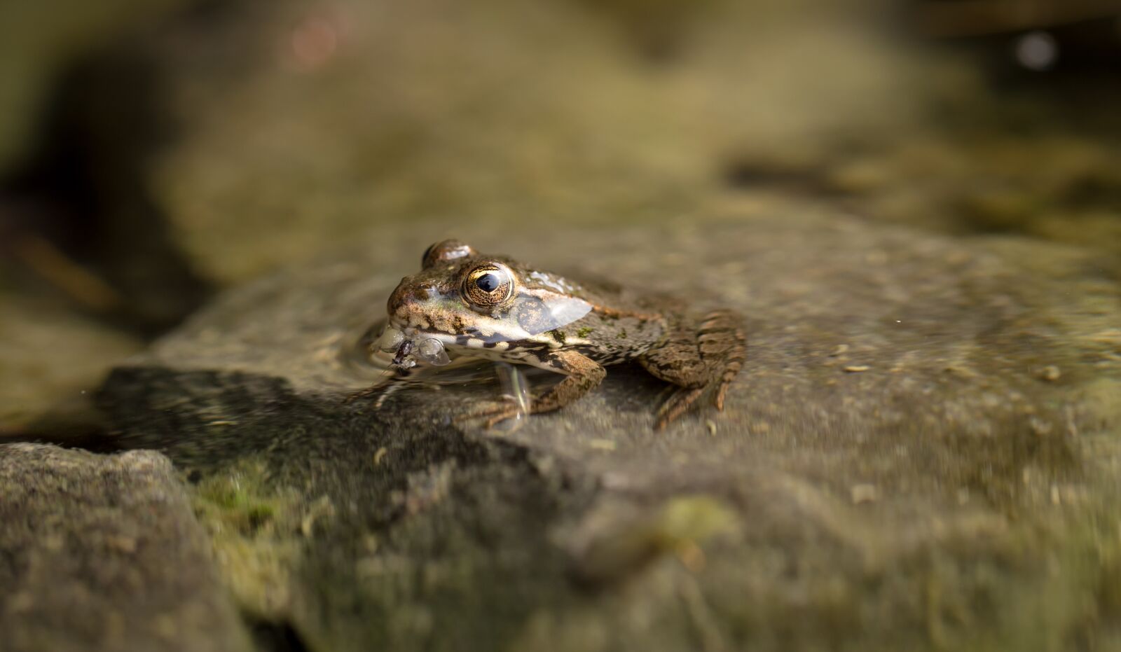 Canon EF 100mm F2.8L Macro IS USM sample photo. Animal, frog, macro photography