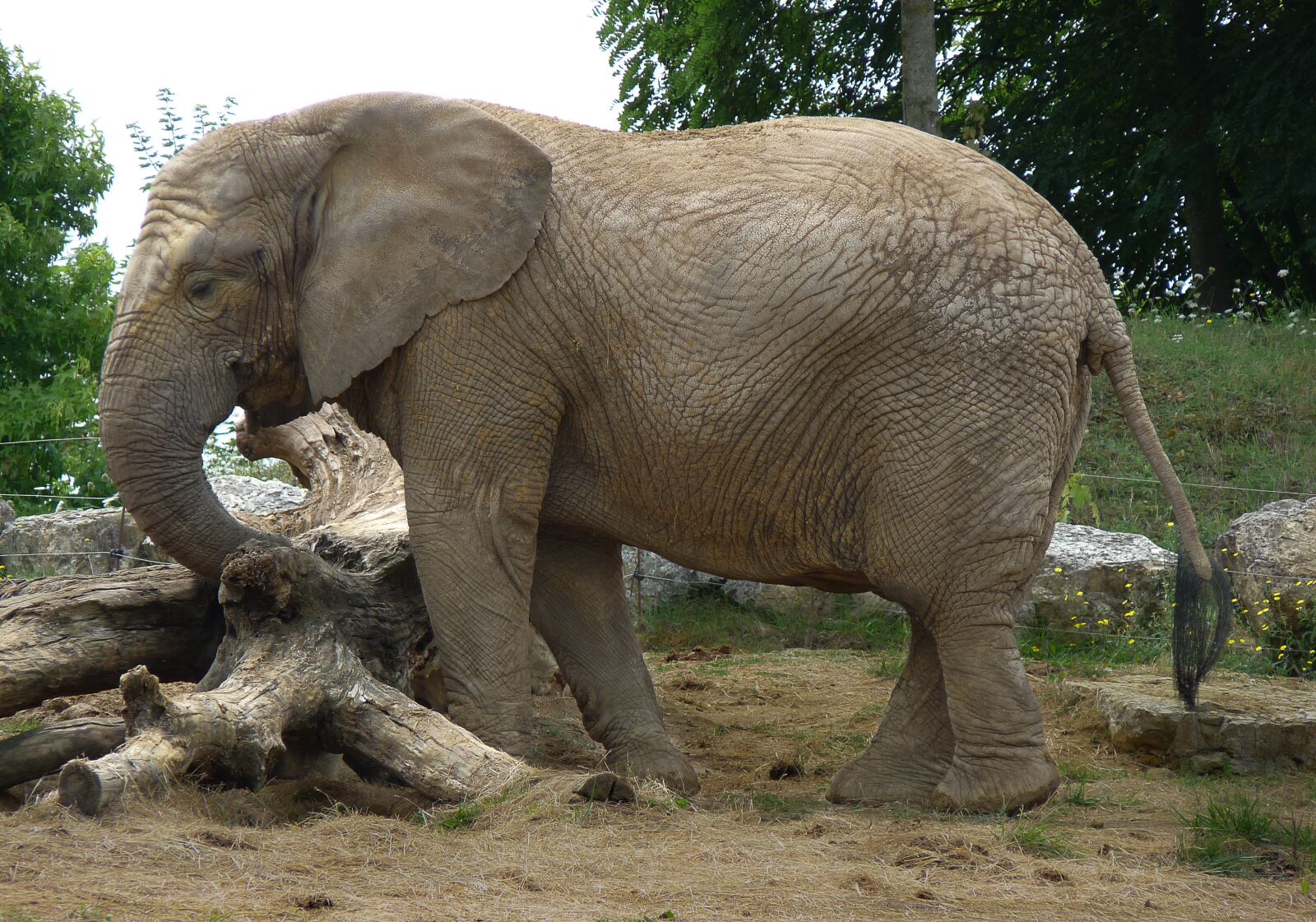Panasonic Lumix DMC-FZ28 sample photo. Elephant, pachyderm, mammal photography